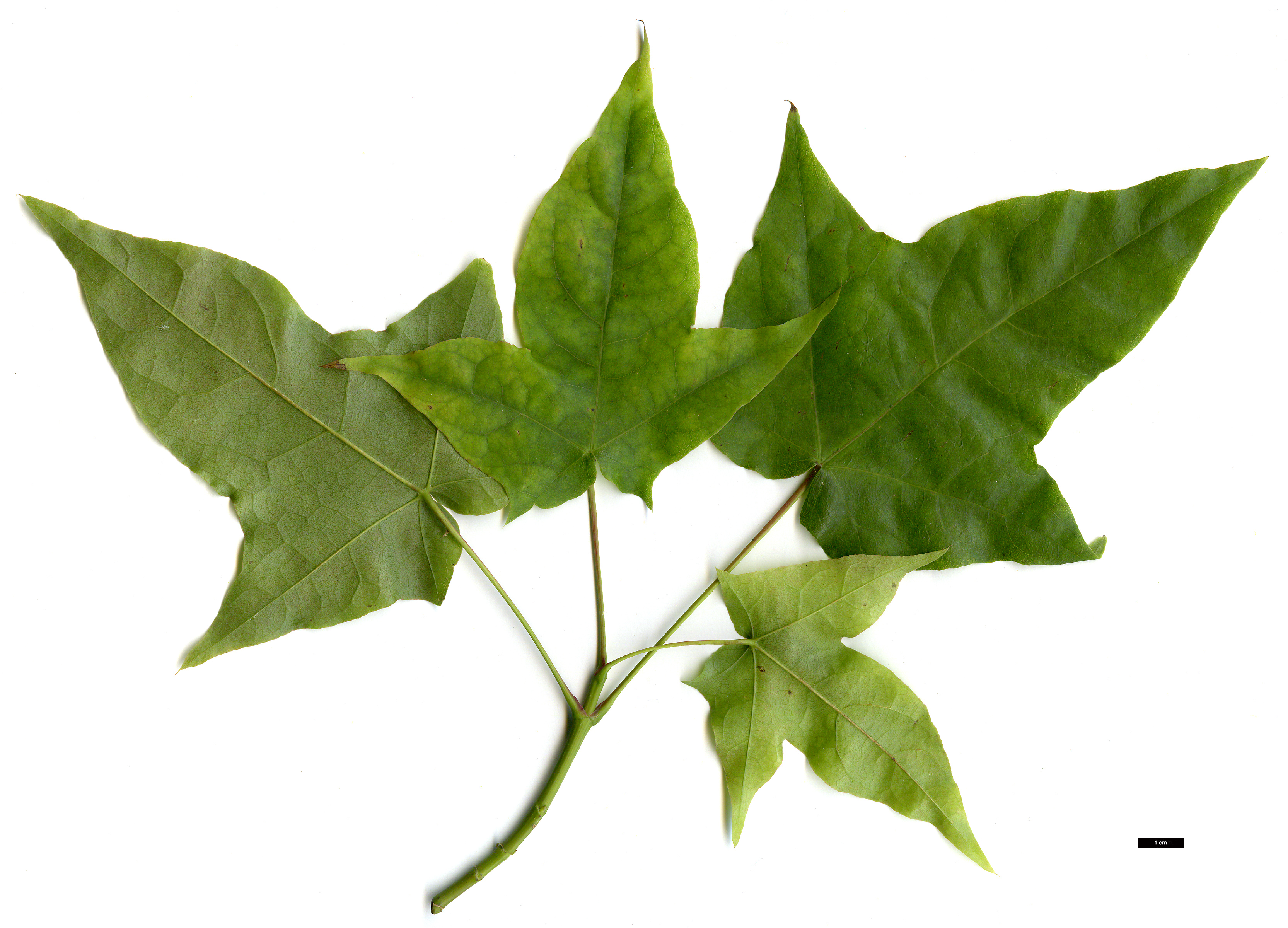 High resolution image: Family: Sapindaceae - Genus: Acer - Taxon: chapaense