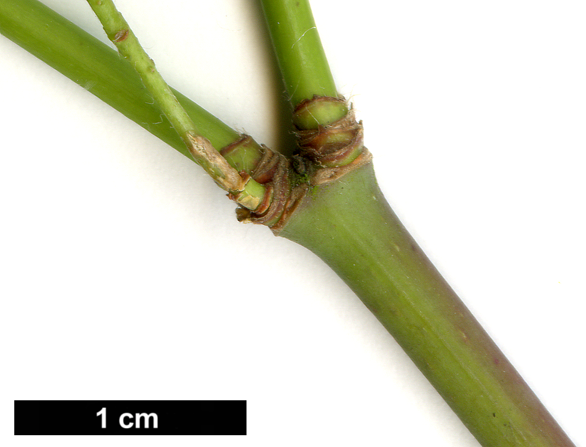 High resolution image: Family: Sapindaceae - Genus: Acer - Taxon: circinatum