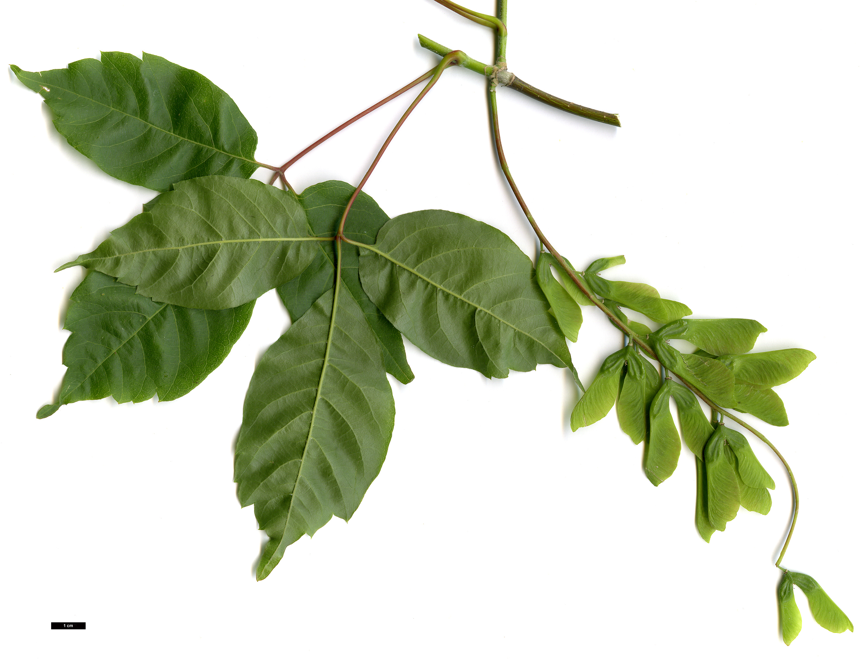 High resolution image: Family: Sapindaceae - Genus: Acer - Taxon: cissifolium