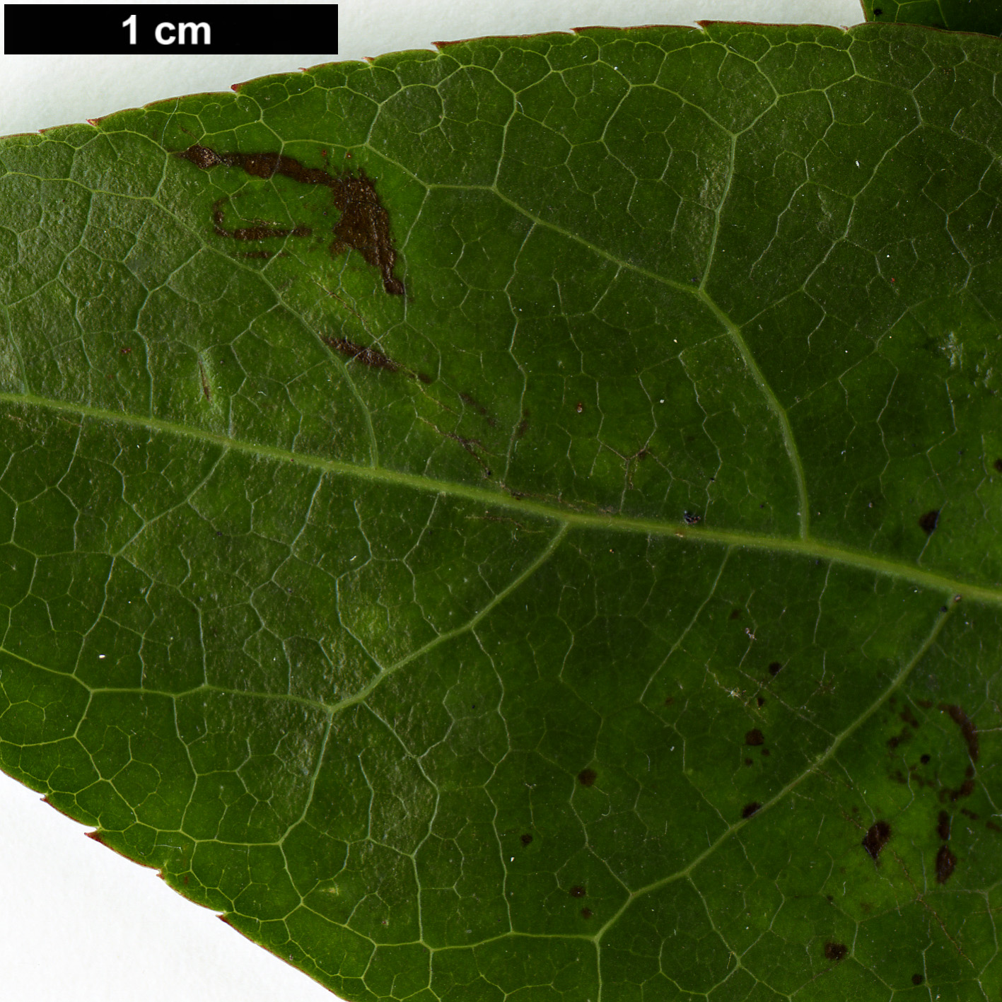 High resolution image: Family: Sapindaceae - Genus: Acer - Taxon: cordatum
