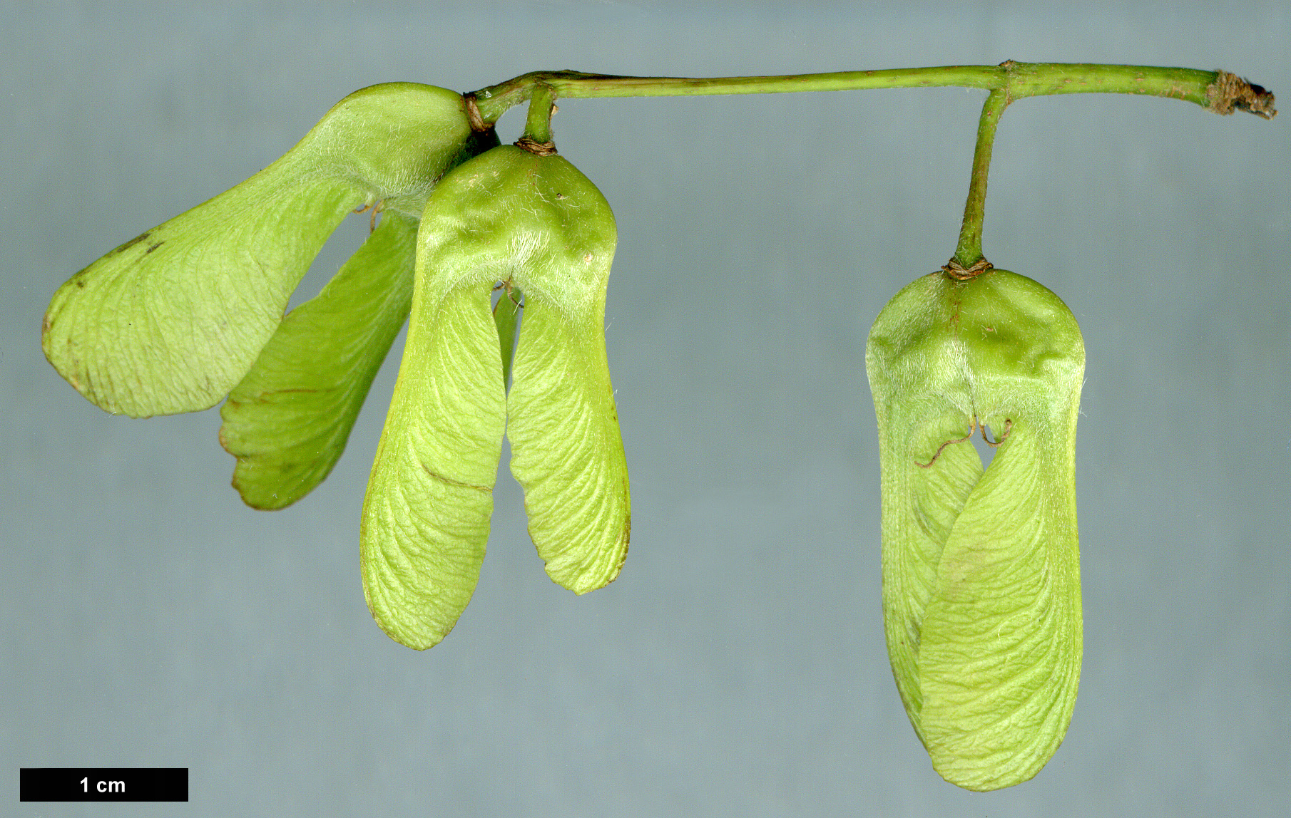 High resolution image: Family: Sapindaceae - Genus: Acer - Taxon: diabolicum