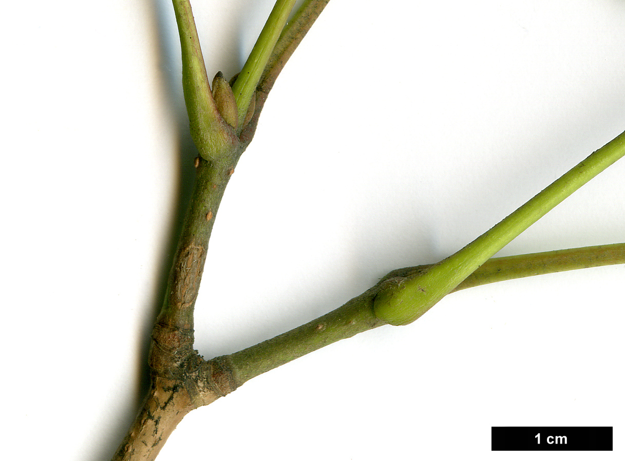 High resolution image: Family: Sapindaceae - Genus: Acer - Taxon: distylum