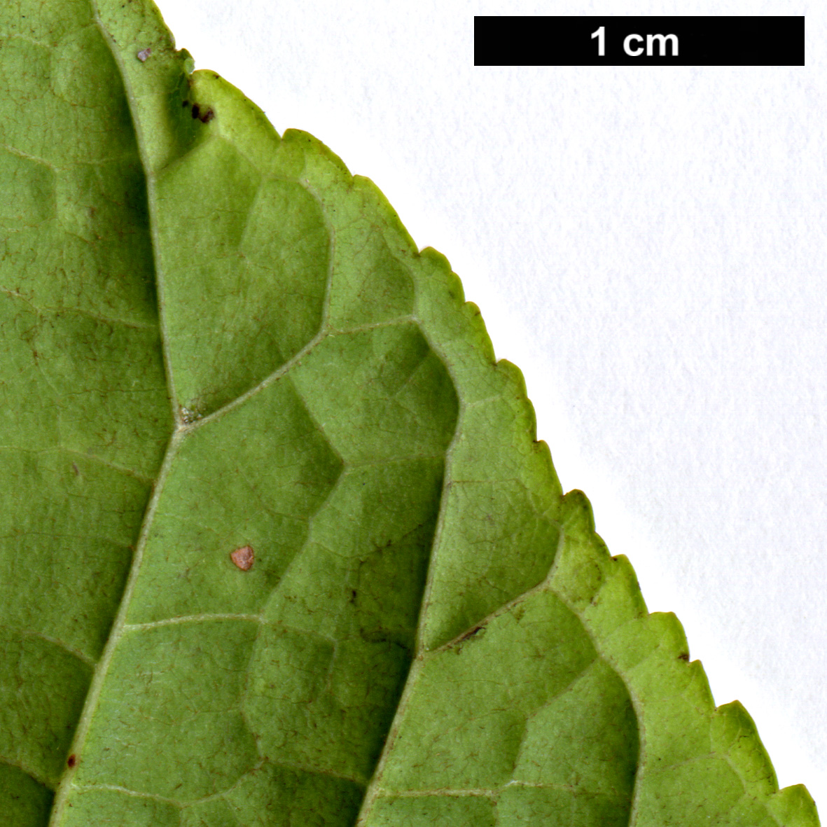 High resolution image: Family: Sapindaceae - Genus: Acer - Taxon: distylum