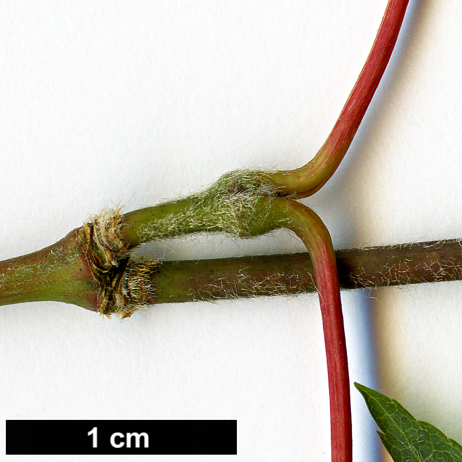 High resolution image: Family: Sapindaceae - Genus: Acer - Taxon: duplicatoserratum