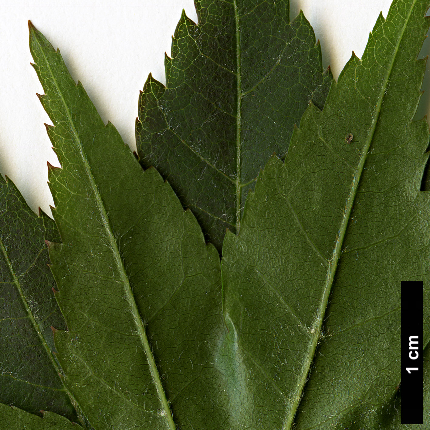 High resolution image: Family: Sapindaceae - Genus: Acer - Taxon: duplicatoserratum