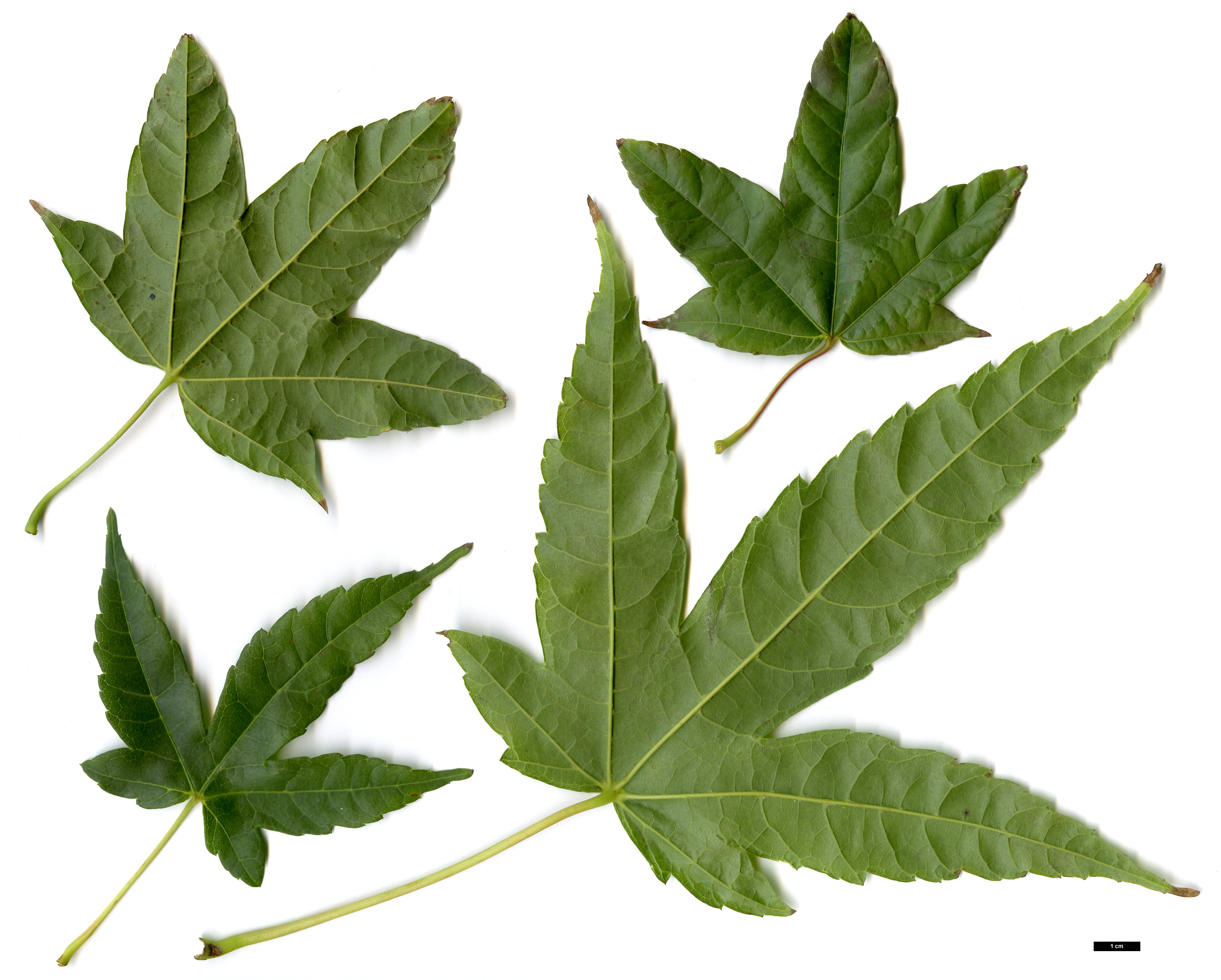 High resolution image: Family: Sapindaceae - Genus: Acer - Taxon: elegantulum