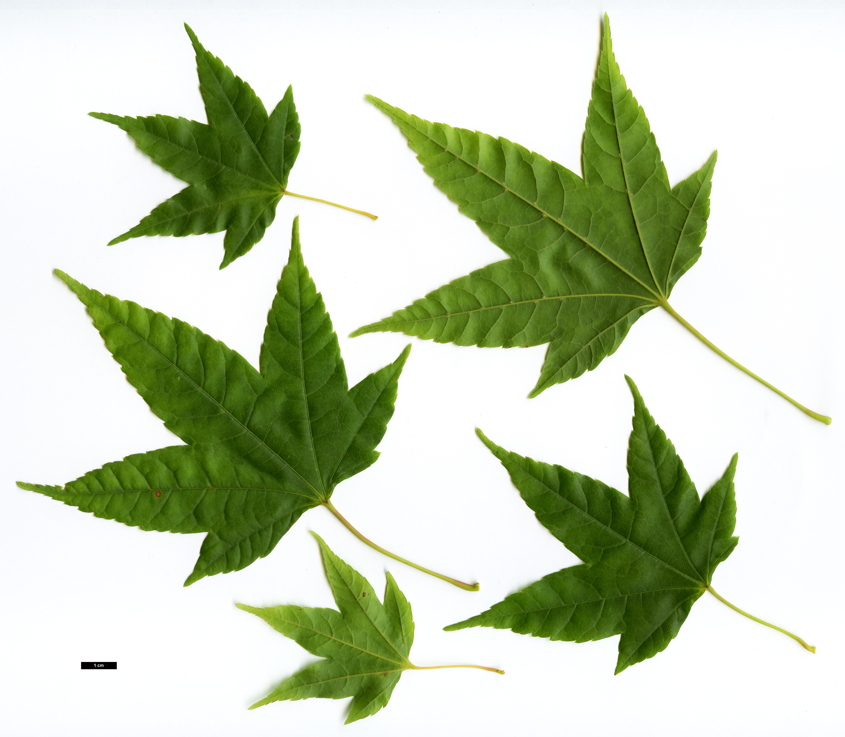High resolution image: Family: Sapindaceae - Genus: Acer - Taxon: elegantulum