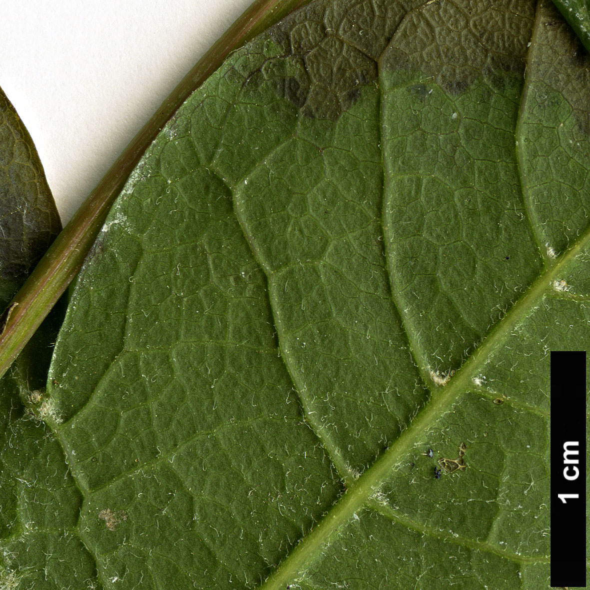 High resolution image: Family: Sapindaceae - Genus: Acer - Taxon: erianthum