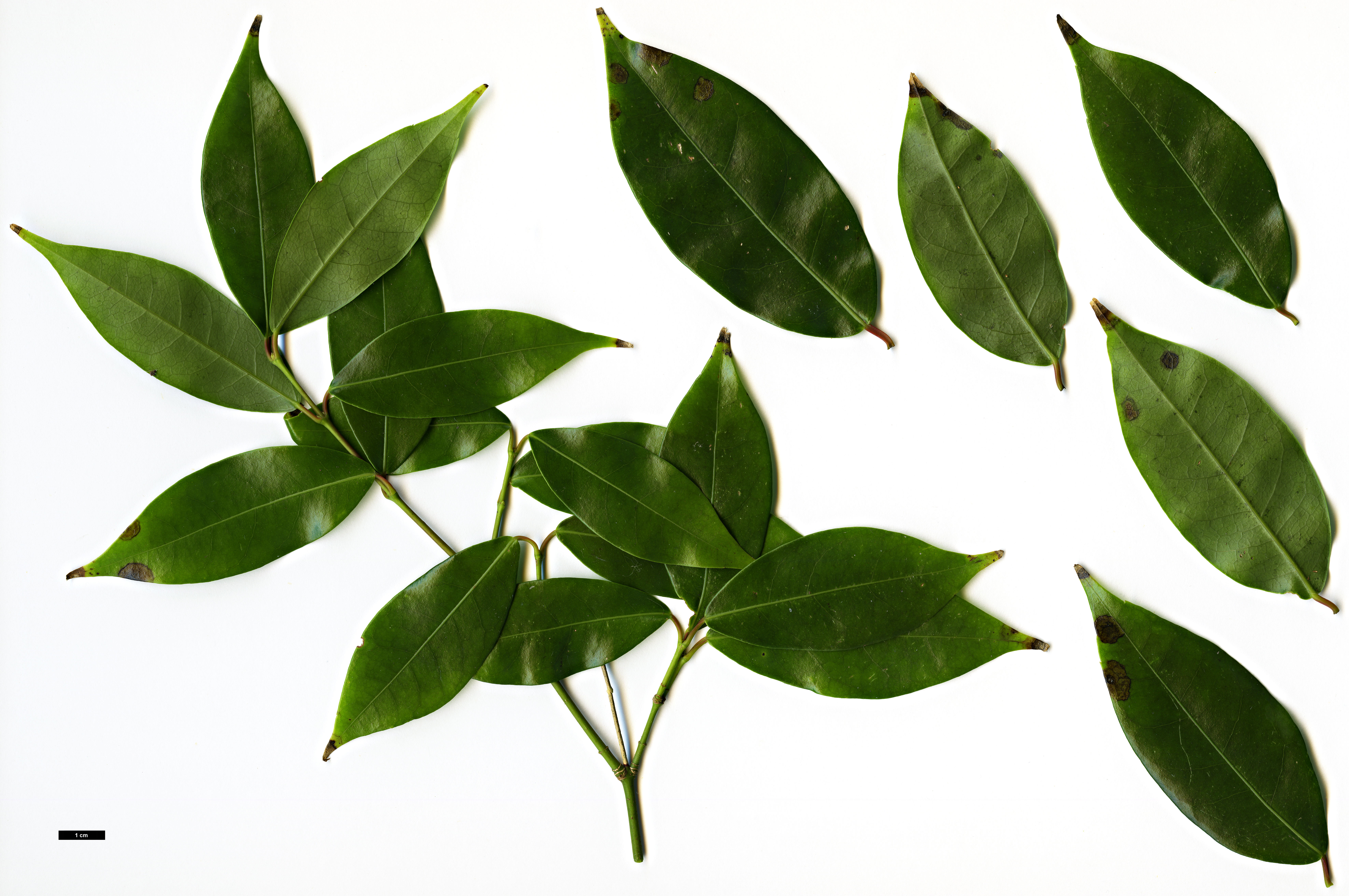 High resolution image: Family: Sapindaceae - Genus: Acer - Taxon: fabri