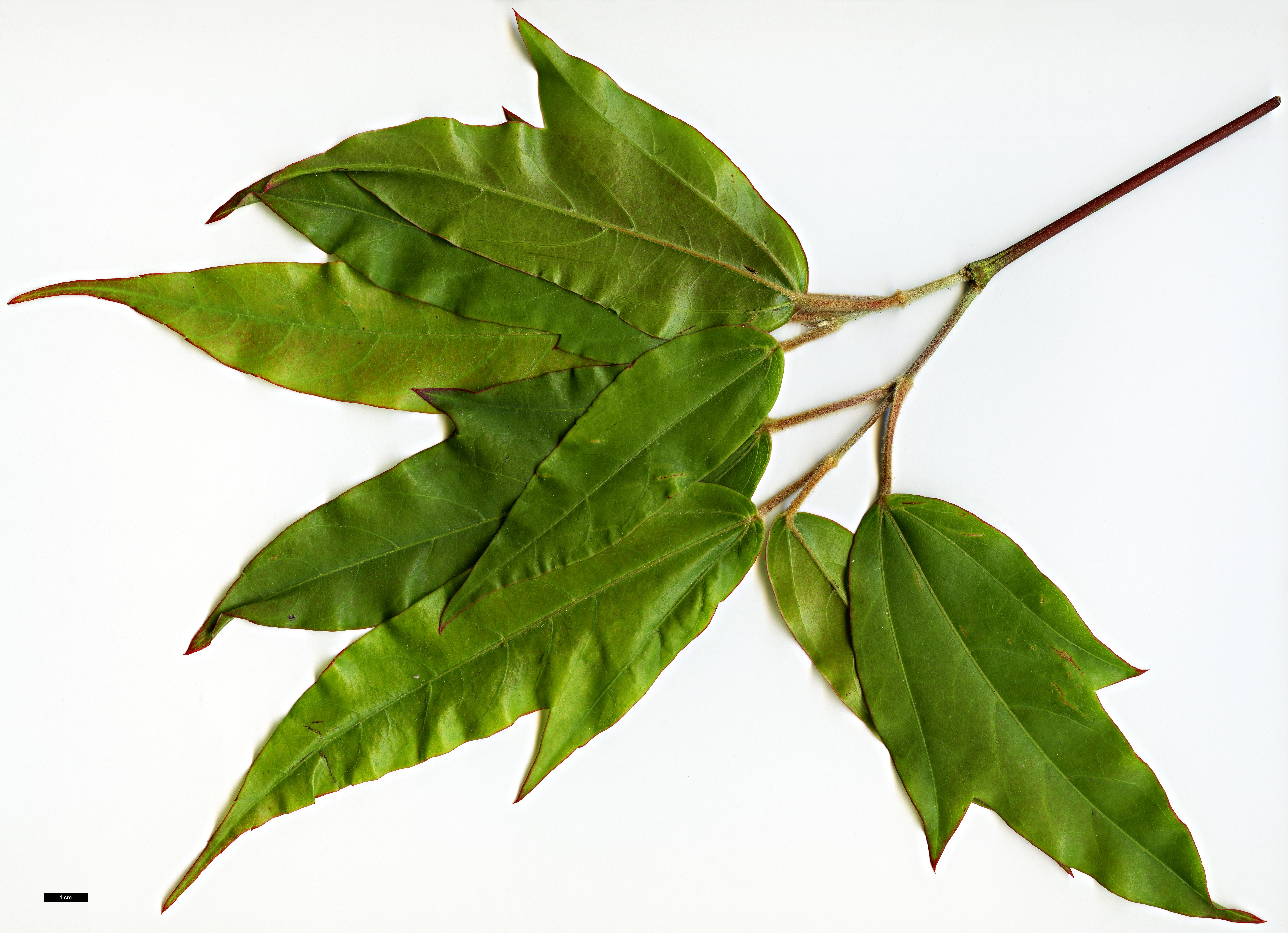 High resolution image: Family: Sapindaceae - Genus: Acer - Taxon: fenzelianum