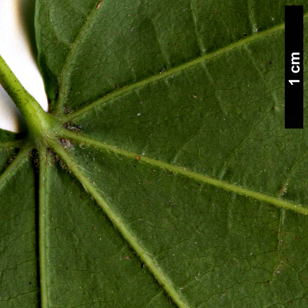 High resolution image: Family: Sapindaceae - Genus: Acer - Taxon: flabellatum
