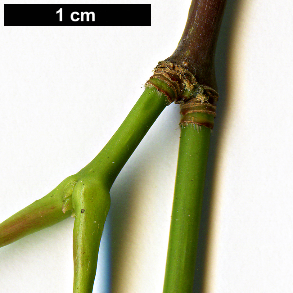 High resolution image: Family: Sapindaceae - Genus: Acer - Taxon: flabellatum