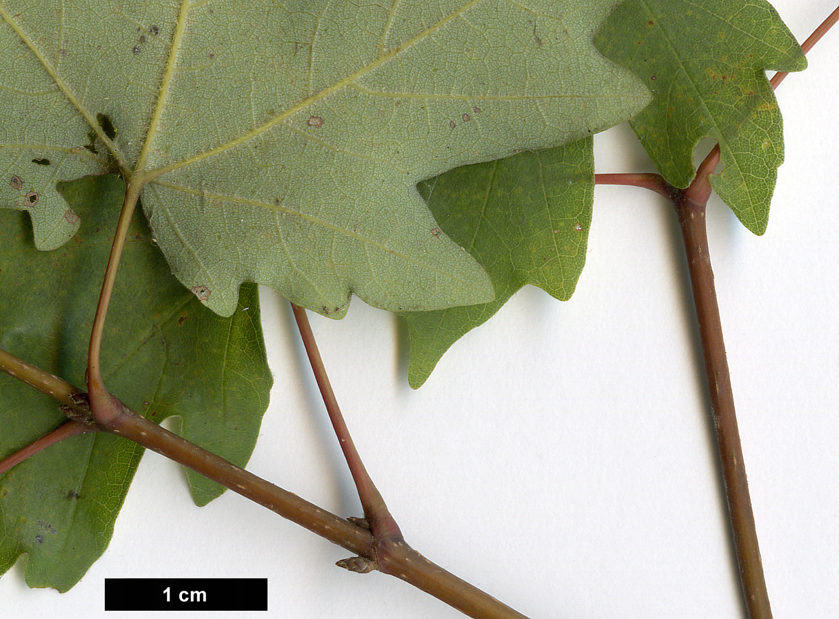 High resolution image: Family: Sapindaceae - Genus: Acer - Taxon: grandidentatum