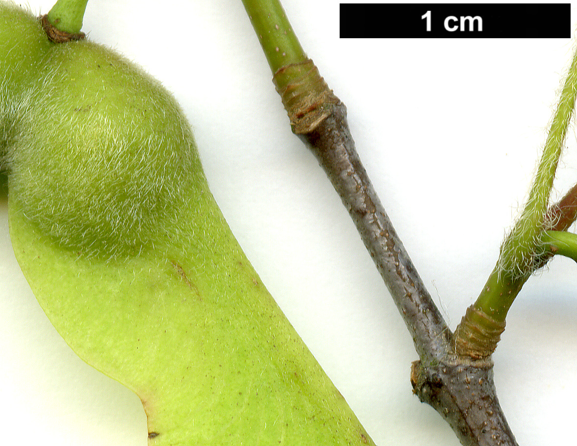 High resolution image: Family: Sapindaceae - Genus: Acer - Taxon: griseum