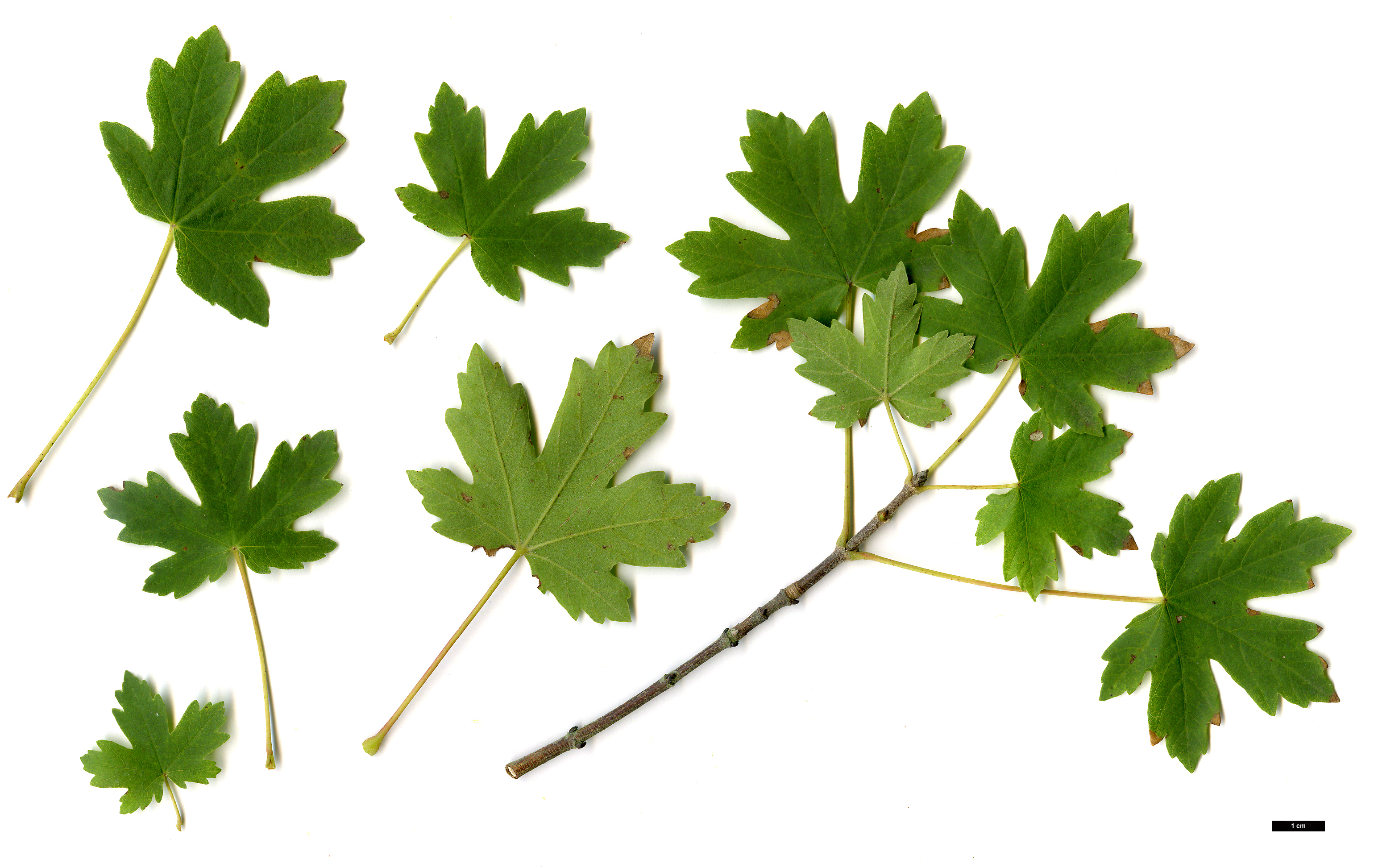 High resolution image: Family: Sapindaceae - Genus: Acer - Taxon: hyrcanum