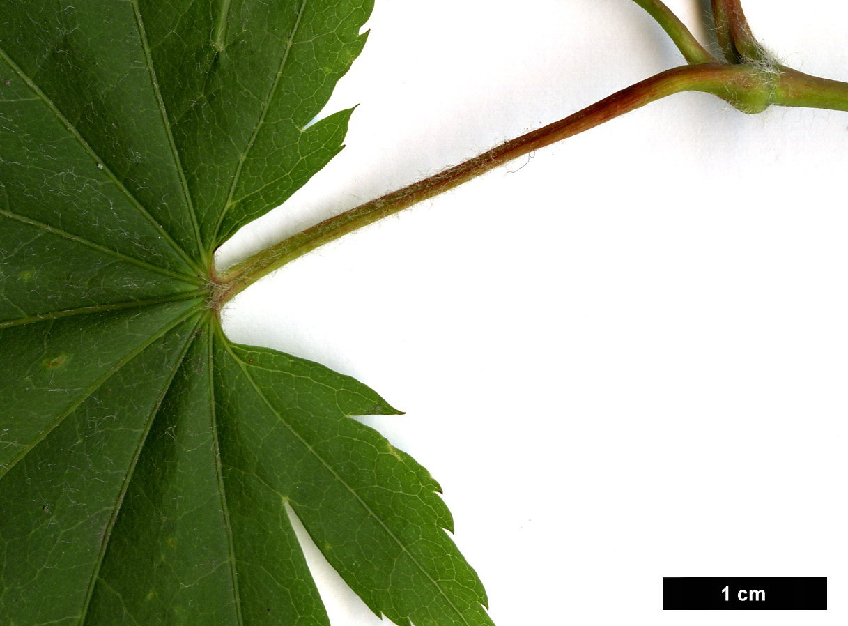 High resolution image: Family: Sapindaceae - Genus: Acer - Taxon: japonicum