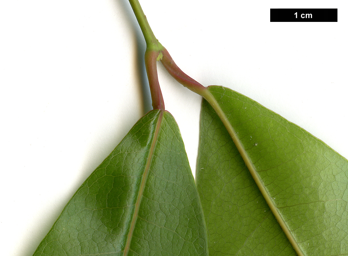 High resolution image: Family: Sapindaceae - Genus: Acer - Taxon: laevigatum