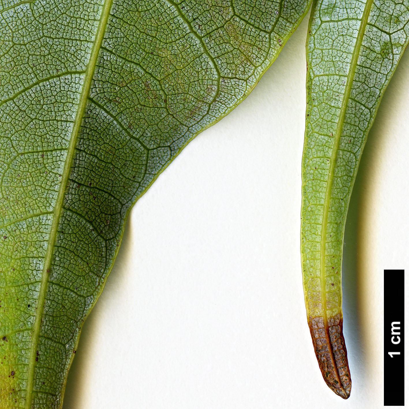 High resolution image: Family: Sapindaceae - Genus: Acer - Taxon: laurinum