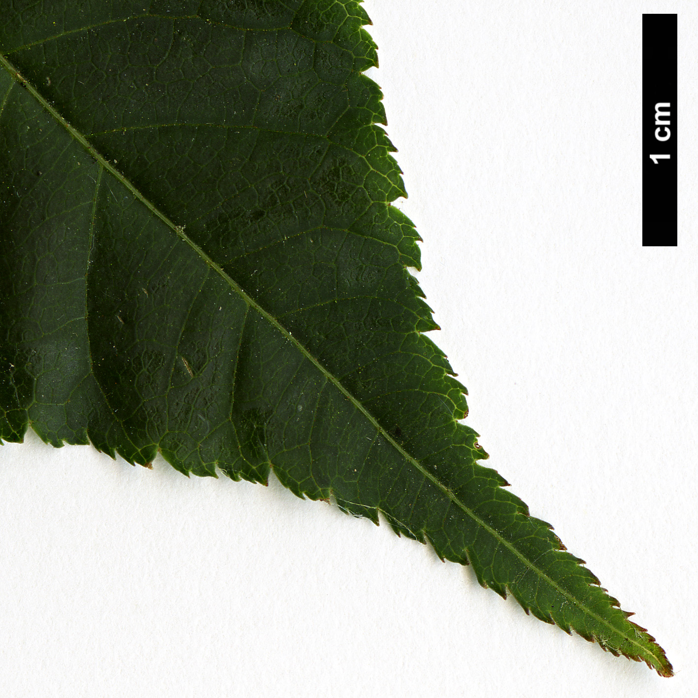 High resolution image: Family: Sapindaceae - Genus: Acer - Taxon: laxiflorum