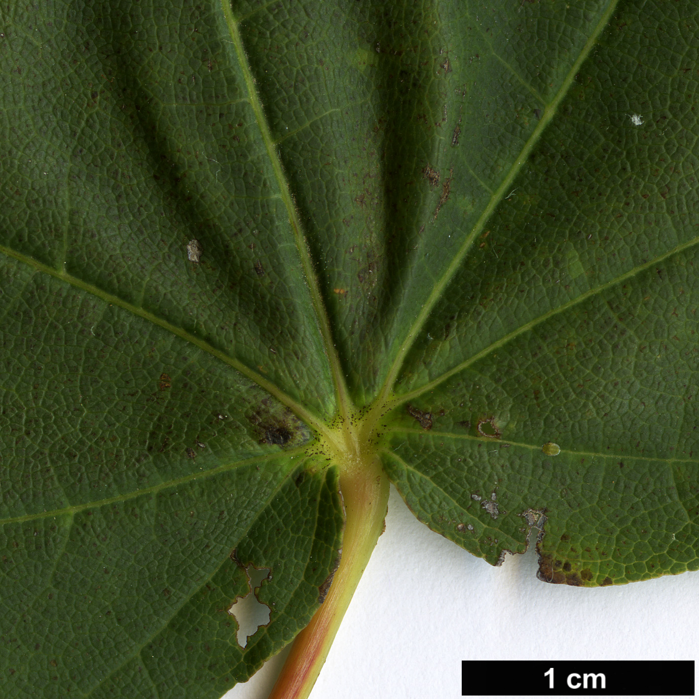 High resolution image: Family: Sapindaceae - Genus: Acer - Taxon: lobelii