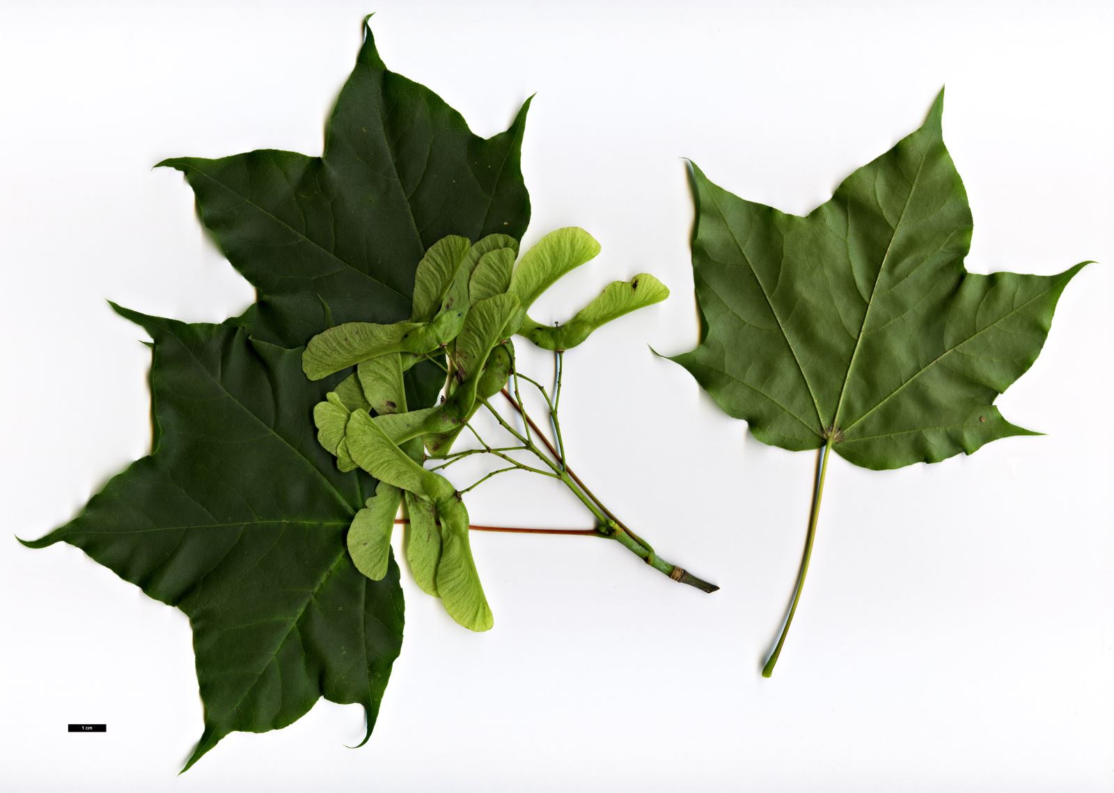 High resolution image: Family: Sapindaceae - Genus: Acer - Taxon: lobelii