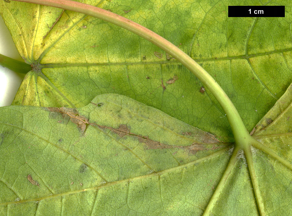 High resolution image: Family: Sapindaceae - Genus: Acer - Taxon: macrophyllum