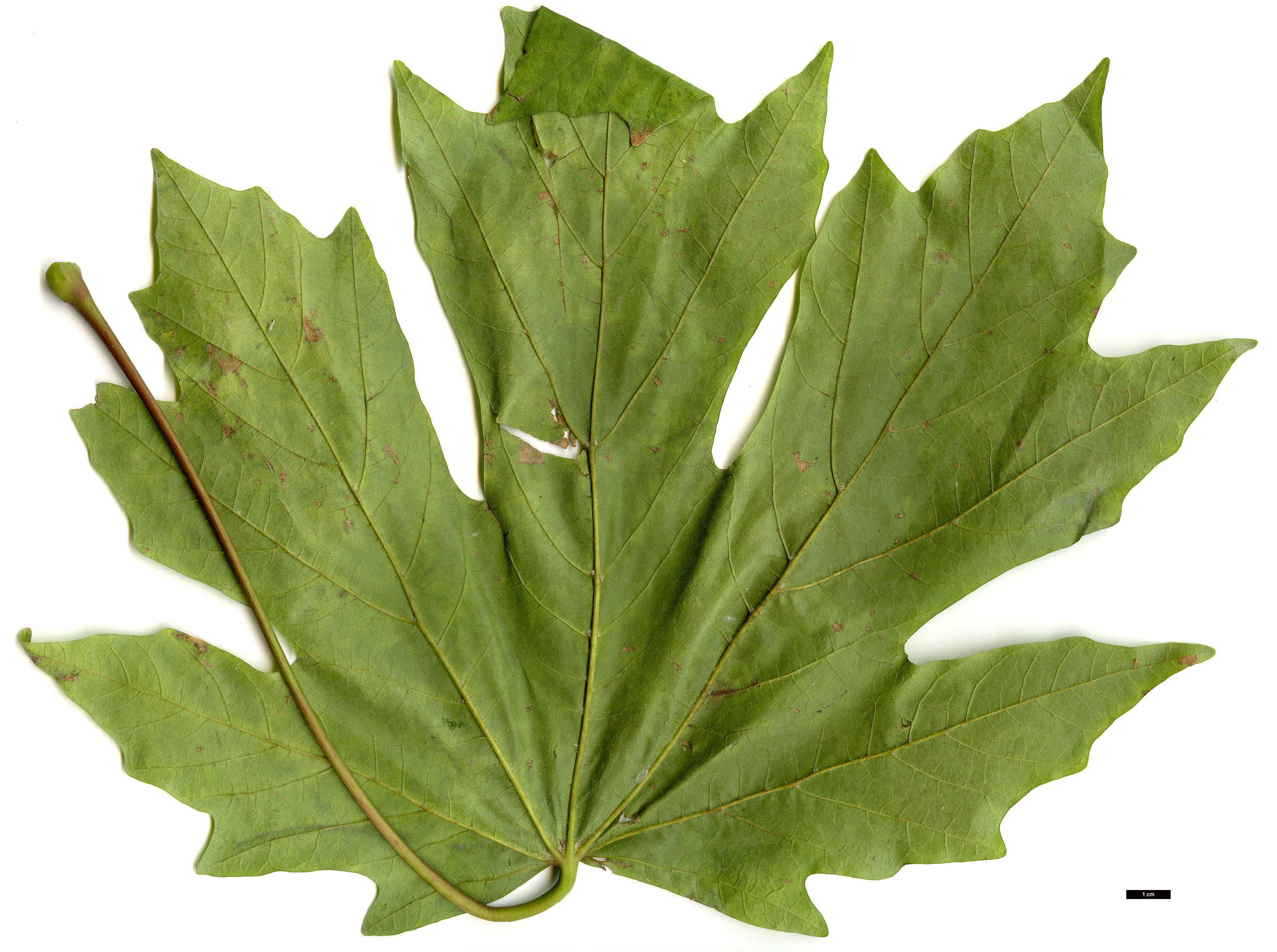 High resolution image: Family: Sapindaceae - Genus: Acer - Taxon: macrophyllum