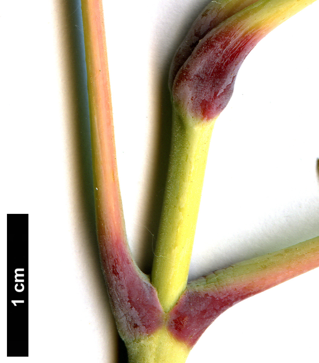 High resolution image: Family: Sapindaceae - Genus: Acer - Taxon: negundo - SpeciesSub: 'Auratum'