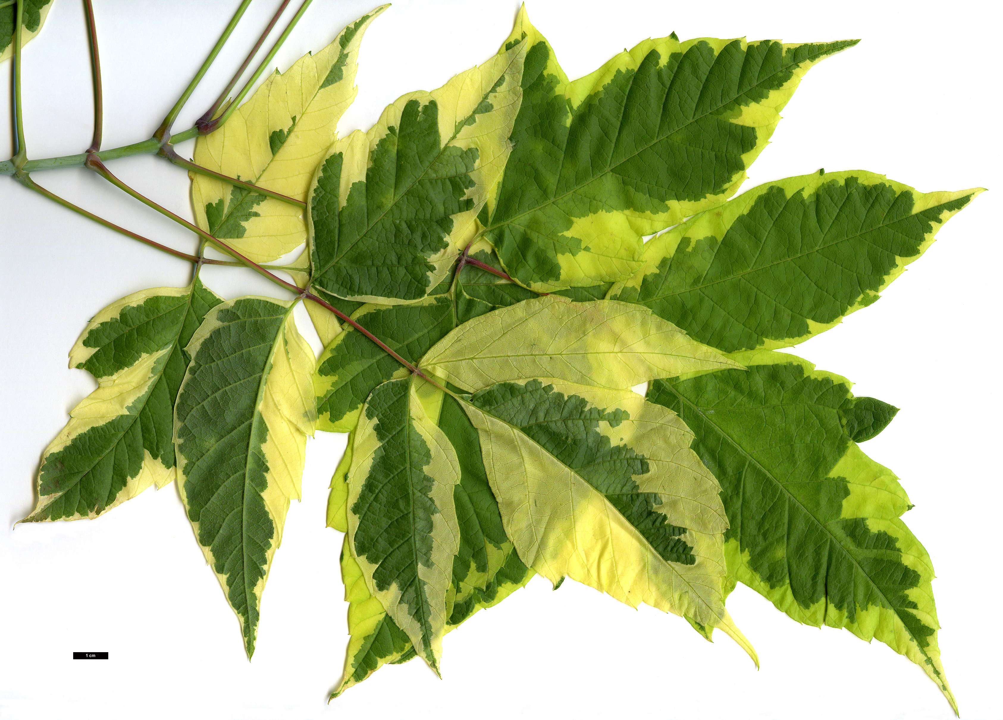 High resolution image: Family: Sapindaceae - Genus: Acer - Taxon: negundo - SpeciesSub: 'Aureomarginatum'