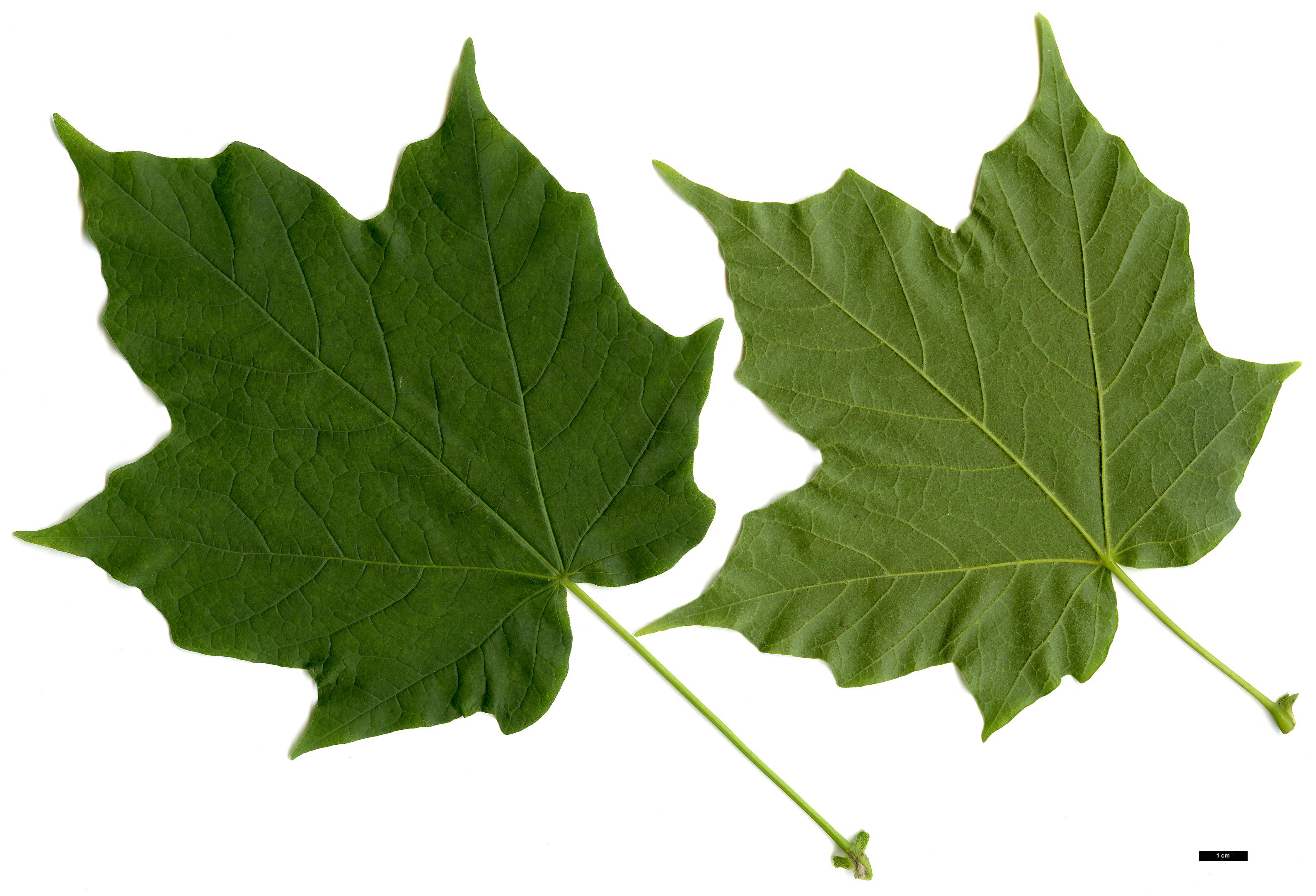 High resolution image: Family: Sapindaceae - Genus: Acer - Taxon: nigrum