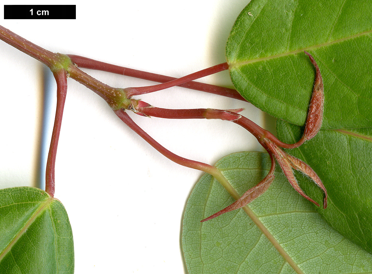 High resolution image: Family: Sapindaceae - Genus: Acer - Taxon: oblongum