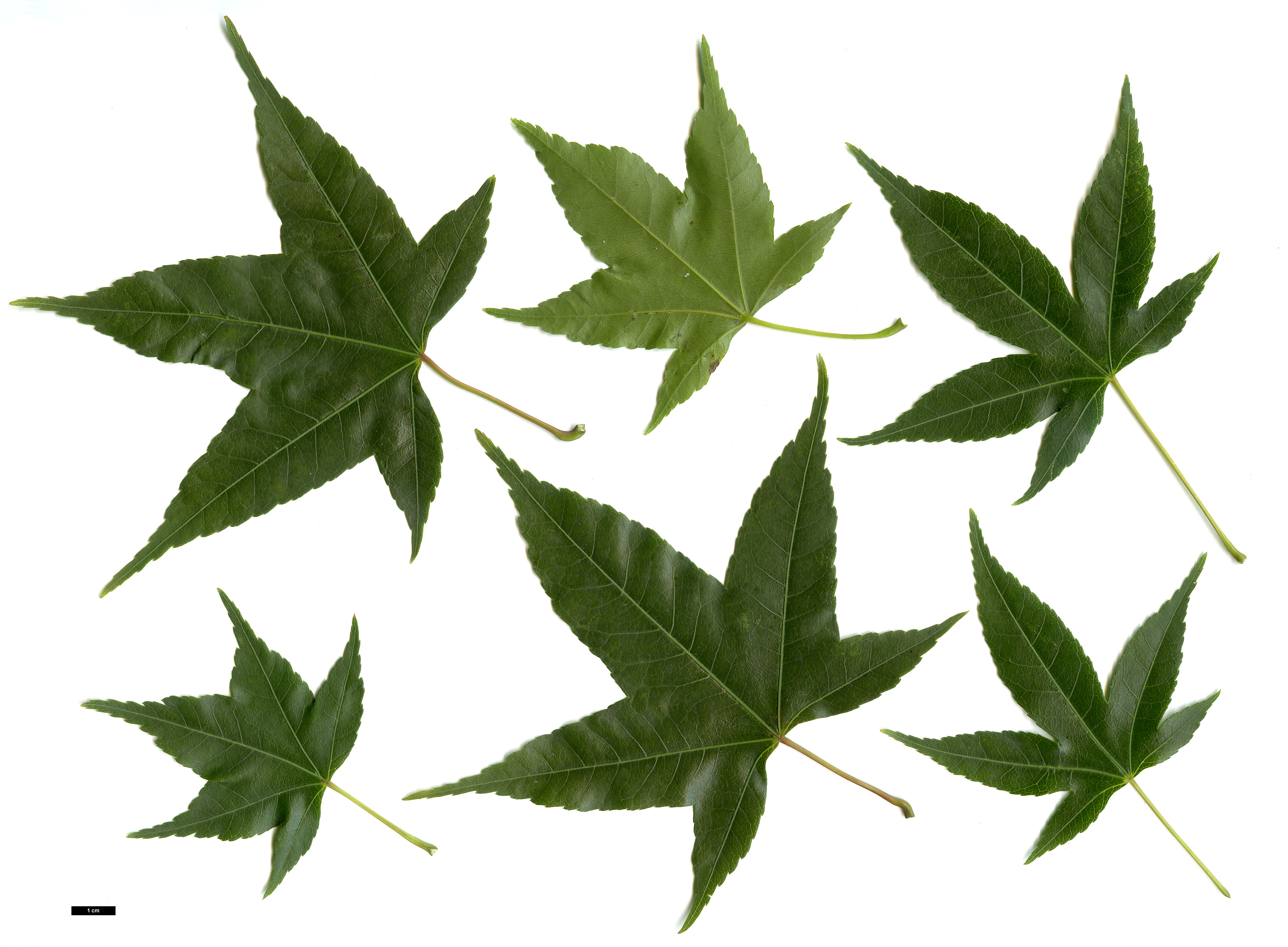 High resolution image: Family: Sapindaceae - Genus: Acer - Taxon: oliverianum