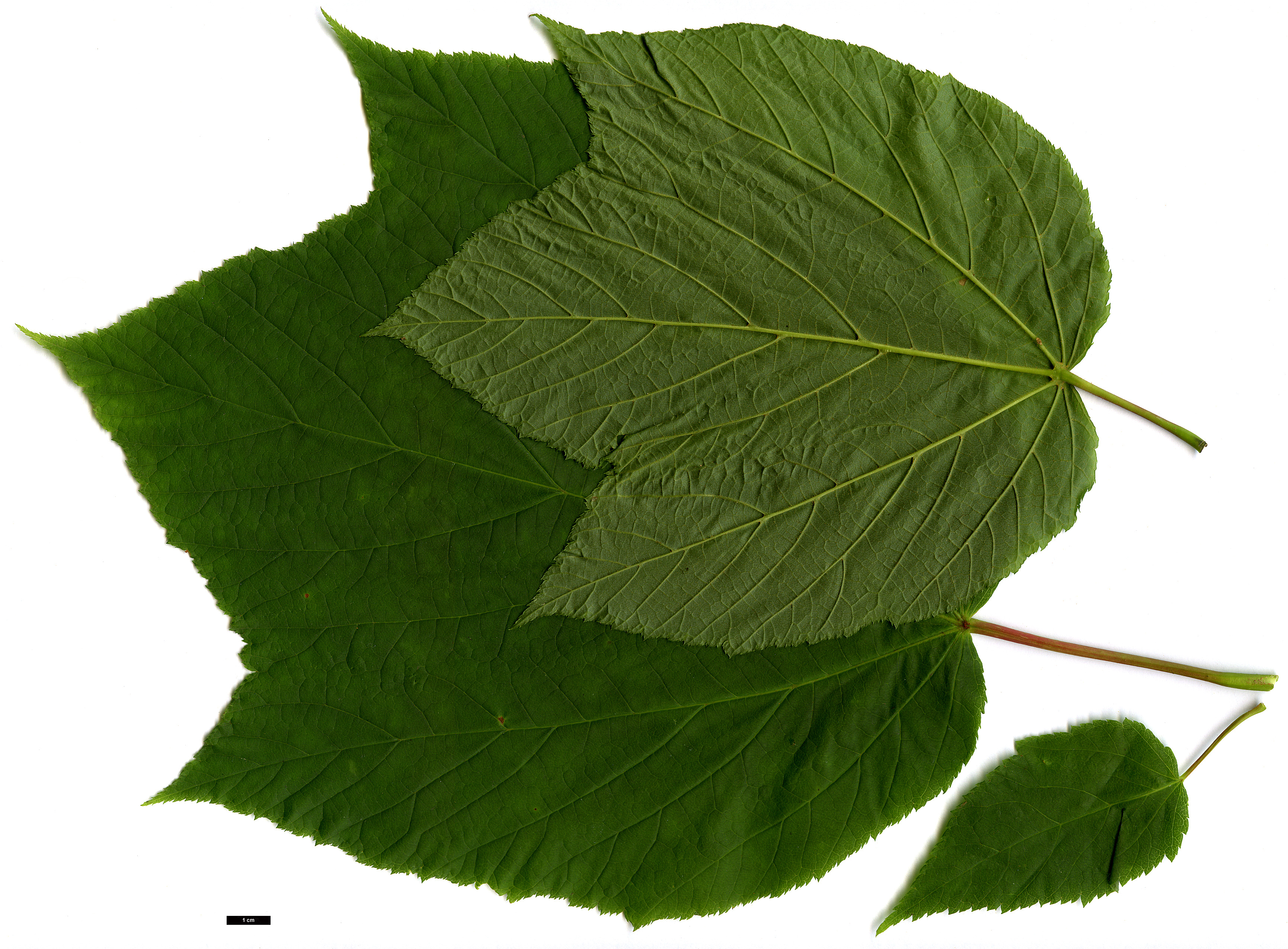 High resolution image: Family: Sapindaceae - Genus: Acer - Taxon: pensylvanicum