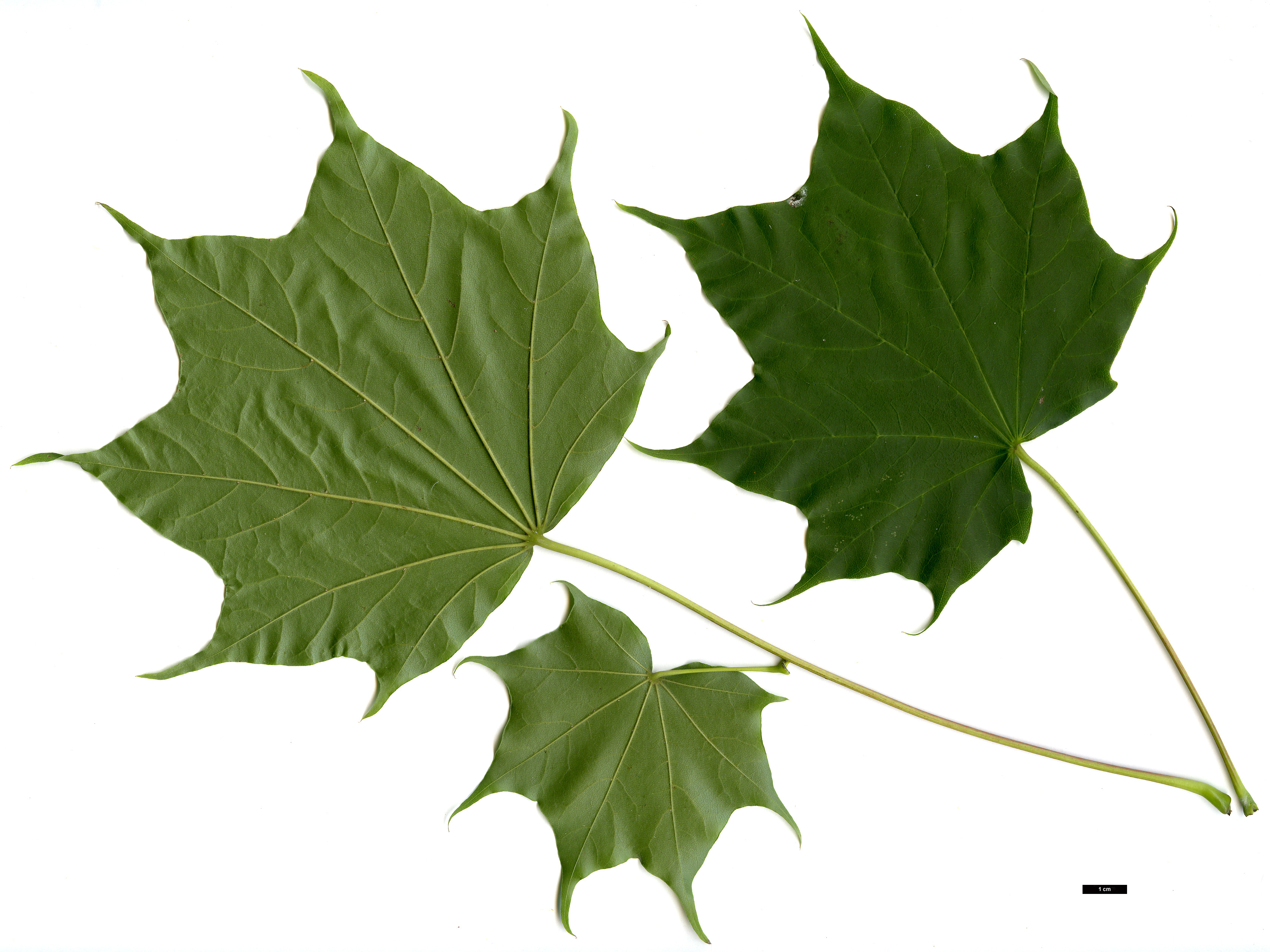 High resolution image: Family: Sapindaceae - Genus: Acer - Taxon: pictum