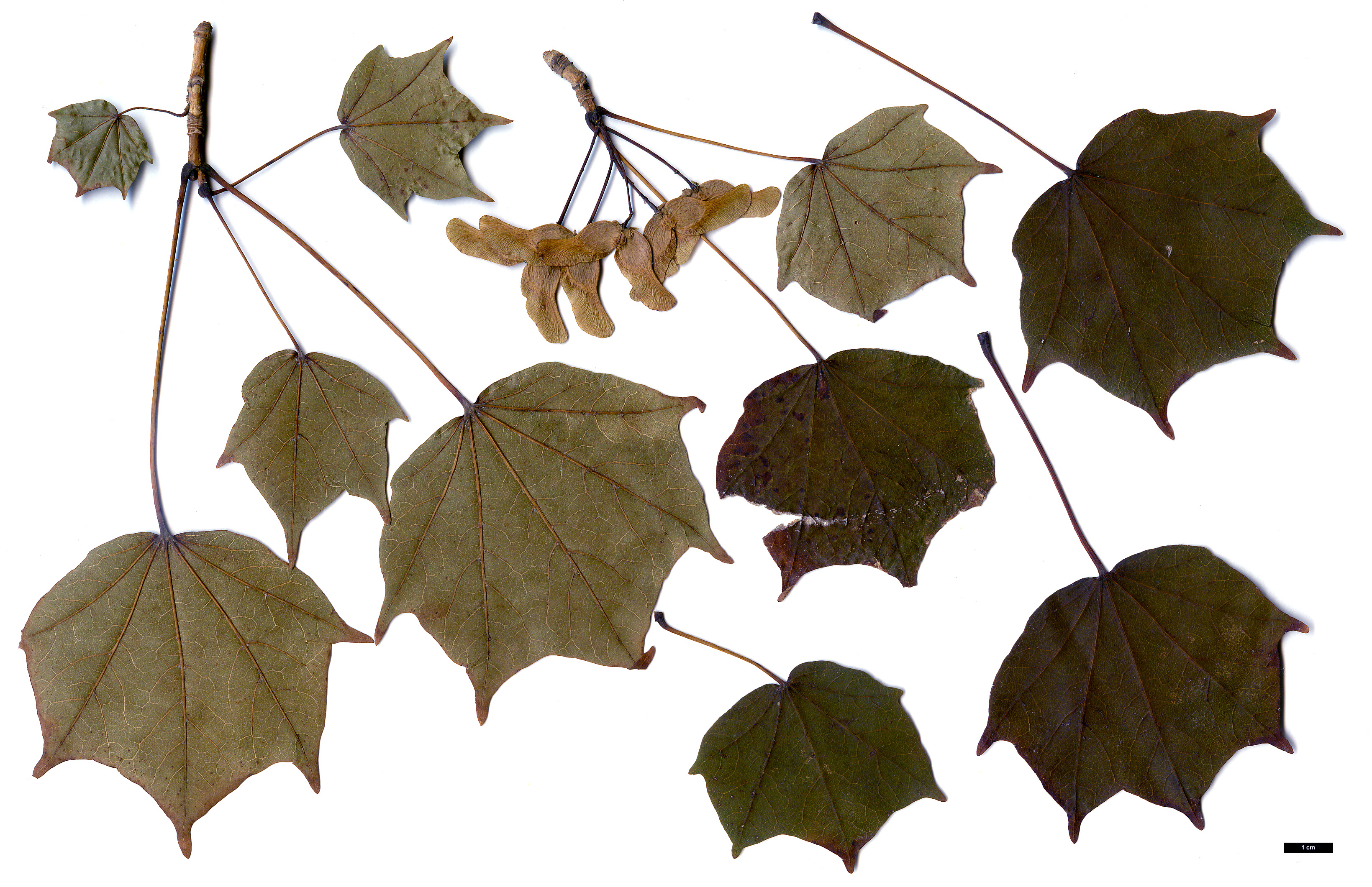 High resolution image: Family: Sapindaceae - Genus: Acer - Taxon: pictum