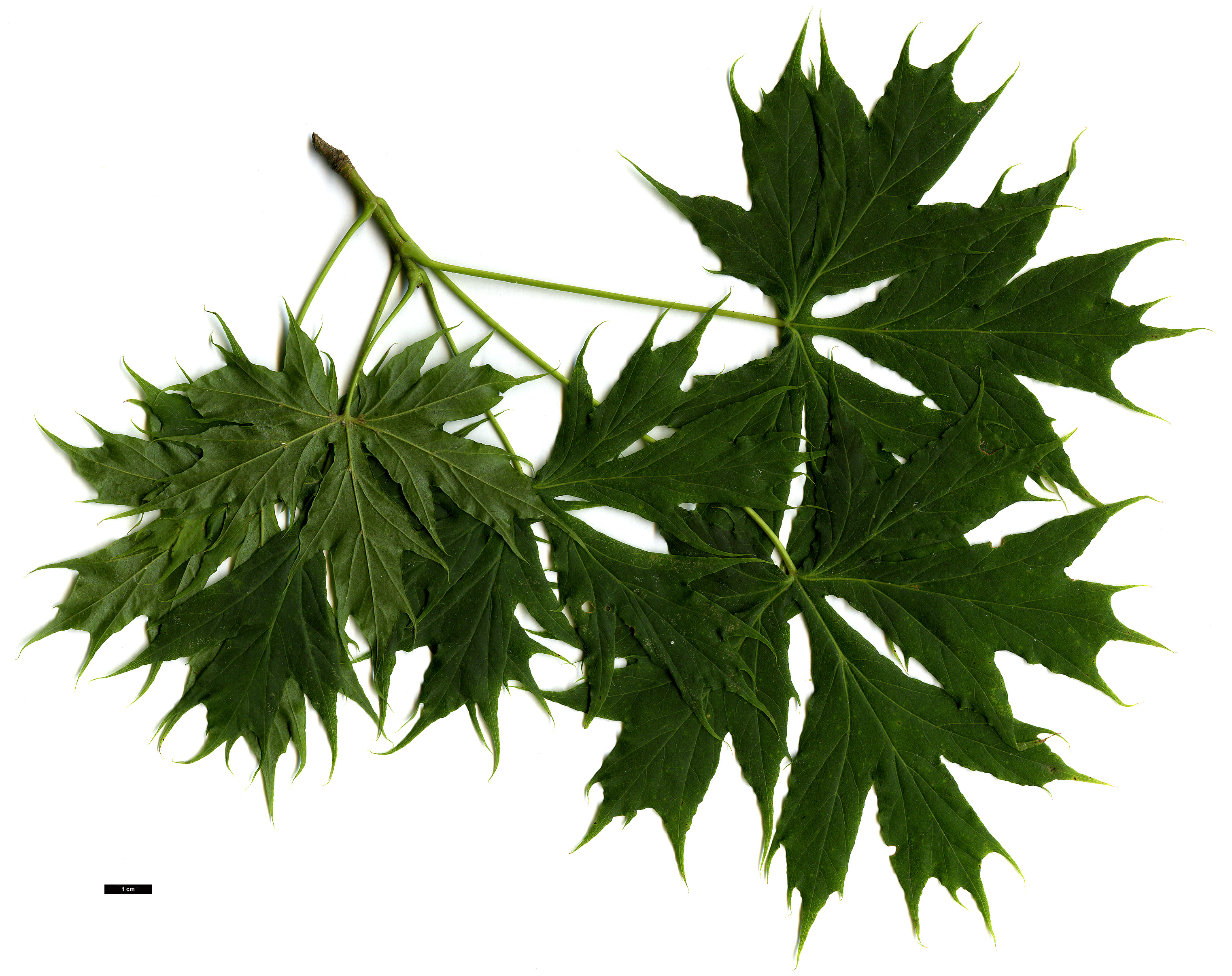 High resolution image: Family: Sapindaceae - Genus: Acer - Taxon: platanoides - SpeciesSub: 'Palmatifidum'
