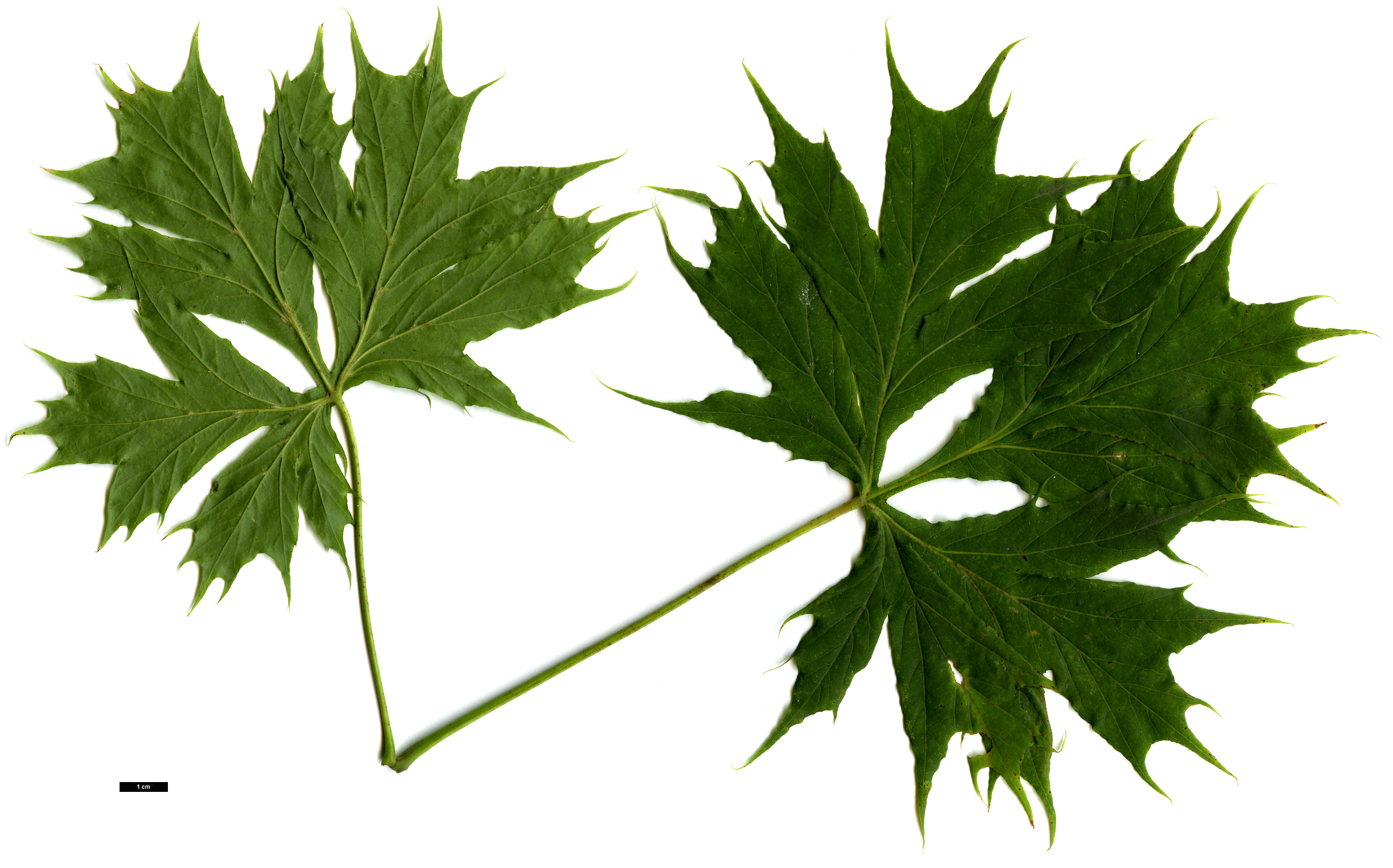 High resolution image: Family: Sapindaceae - Genus: Acer - Taxon: platanoides - SpeciesSub: 'Palmatifidum'