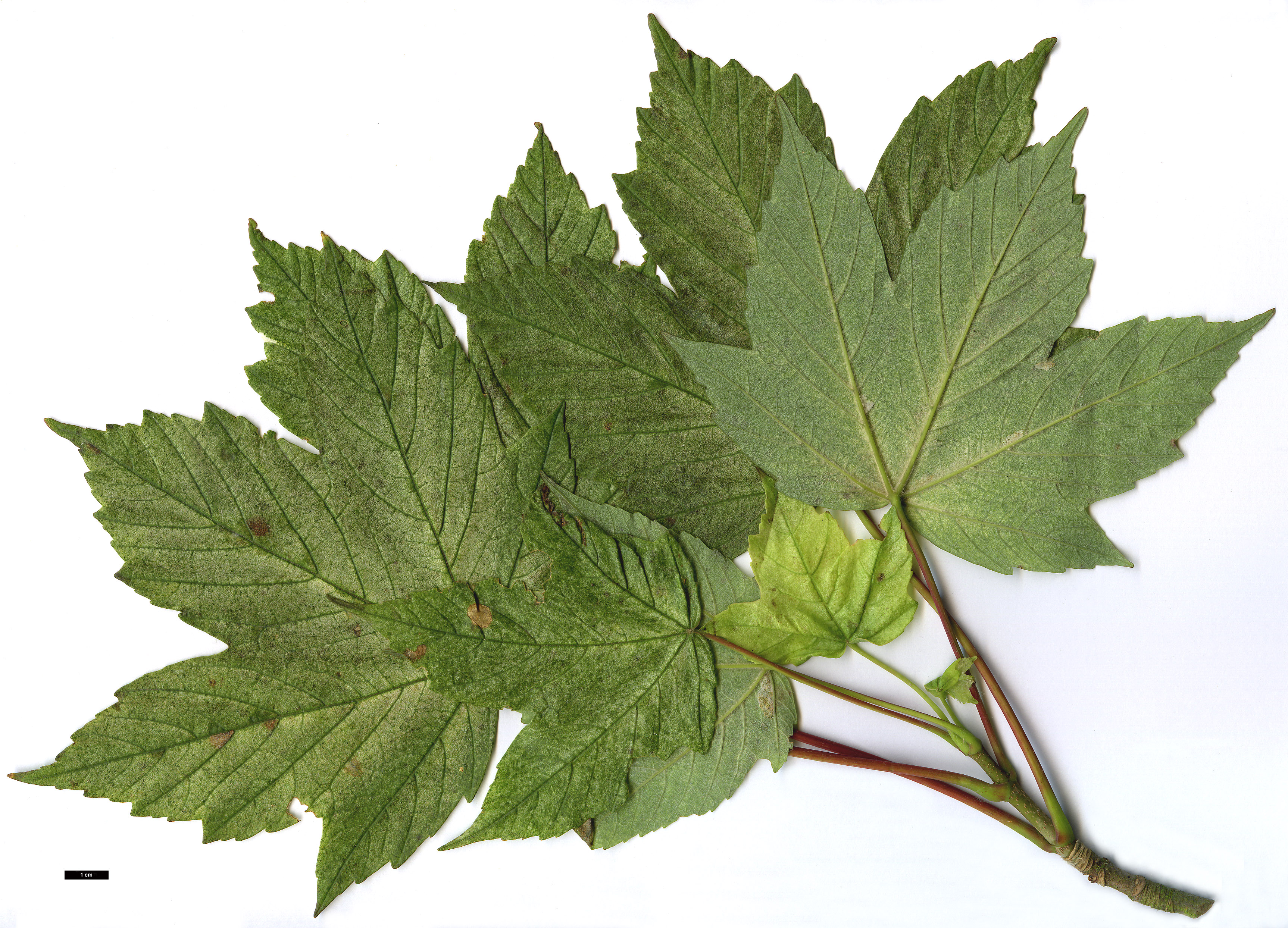 High resolution image: Family: Sapindaceae - Genus: Acer - Taxon: pseudoplatanus - SpeciesSub: 'Brilliantissimum'