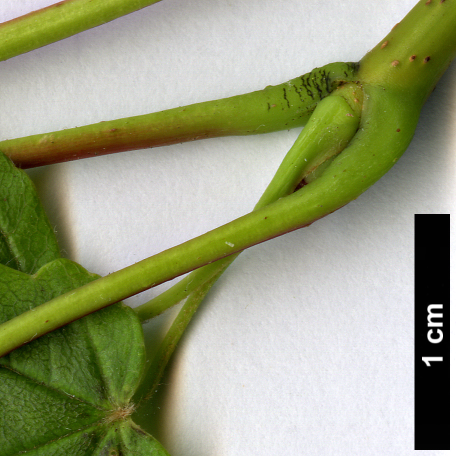High resolution image: Family: Sapindaceae - Genus: Acer - Taxon: pseudoplatanus - SpeciesSub: 'Corstorphinense'