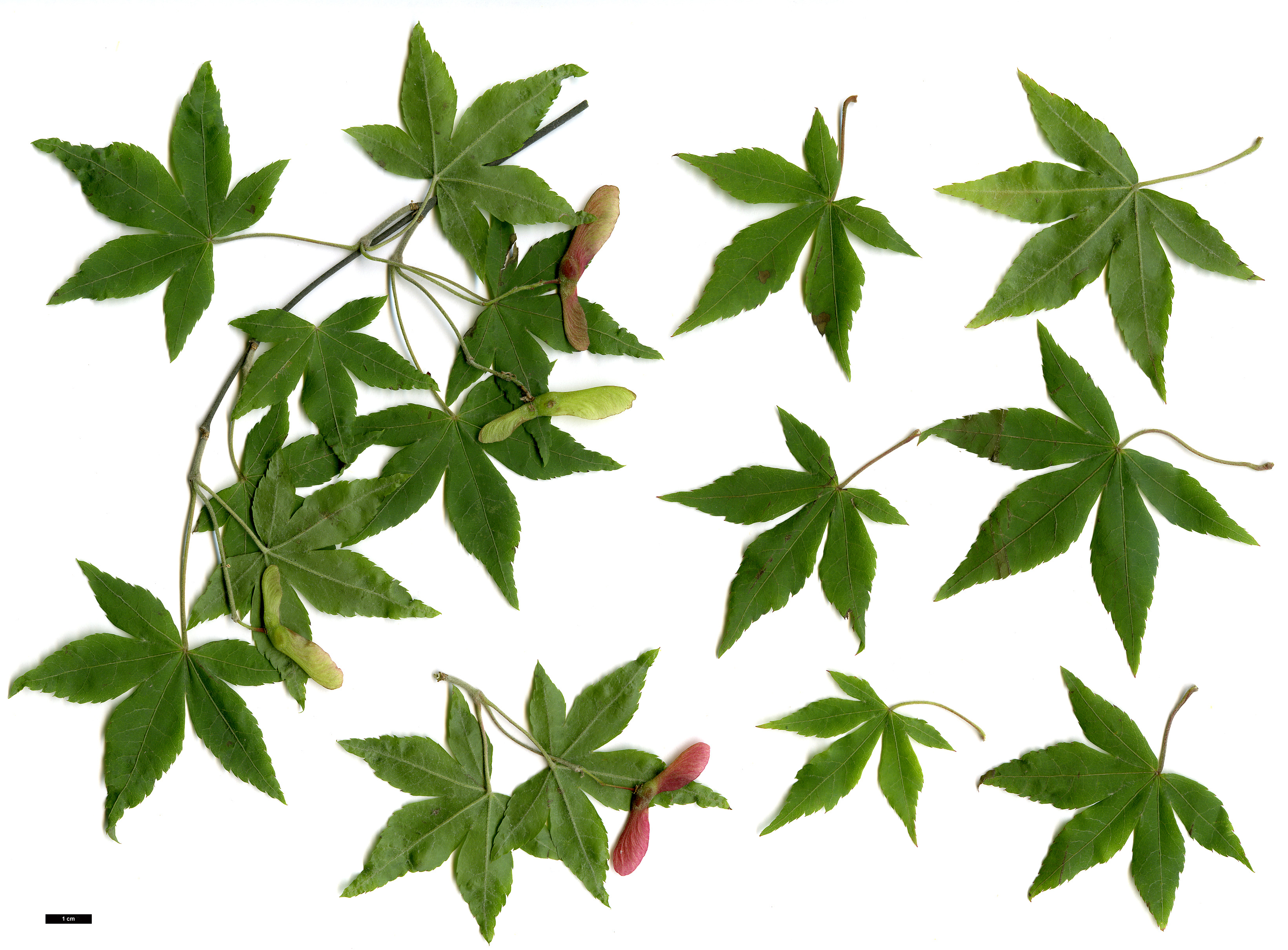 High resolution image: Family: Sapindaceae - Genus: Acer - Taxon: pubipalmatum