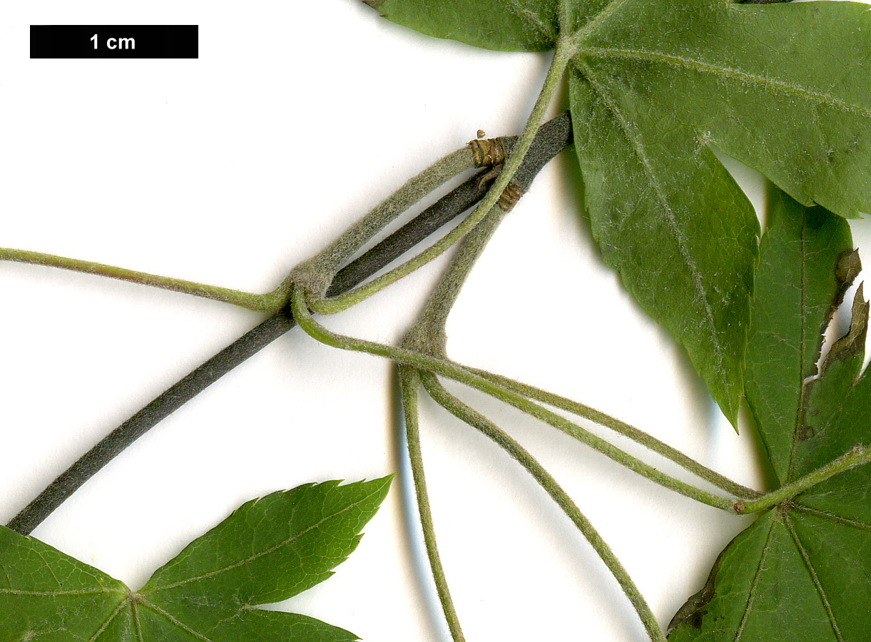 High resolution image: Family: Sapindaceae - Genus: Acer - Taxon: pubipalmatum