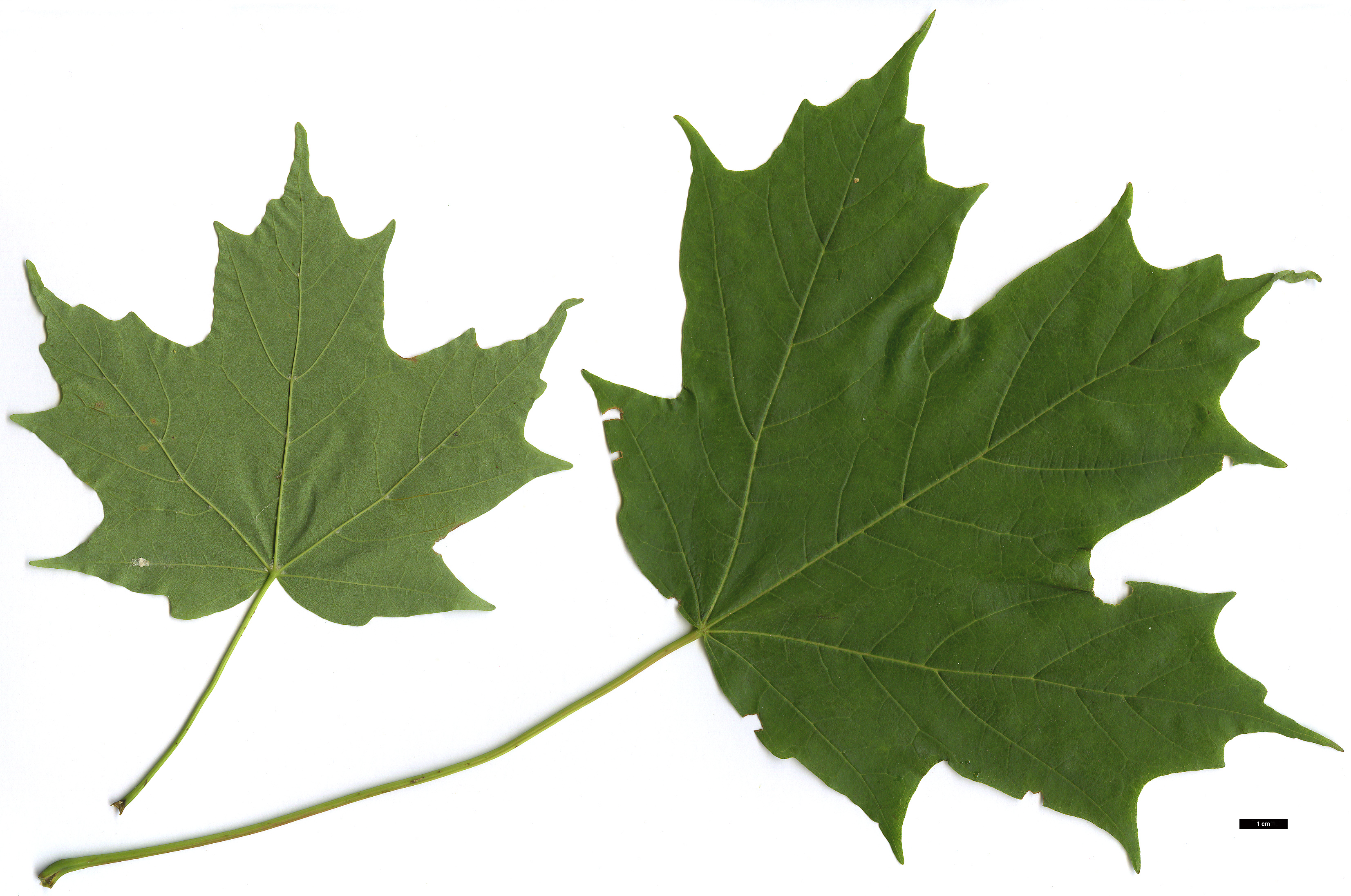 High resolution image: Family: Sapindaceae - Genus: Acer - Taxon: saccharum