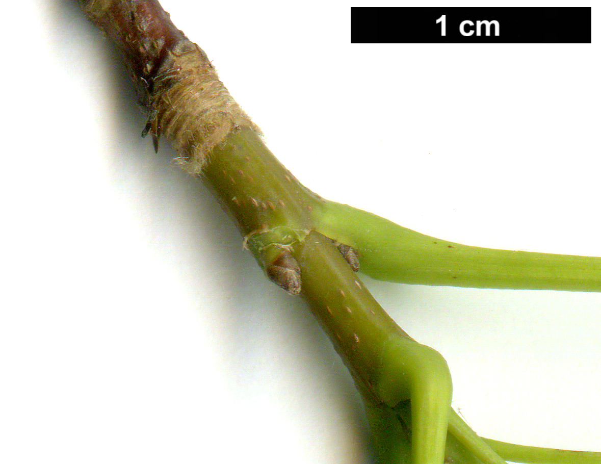 High resolution image: Family: Sapindaceae - Genus: Acer - Taxon: saccharum