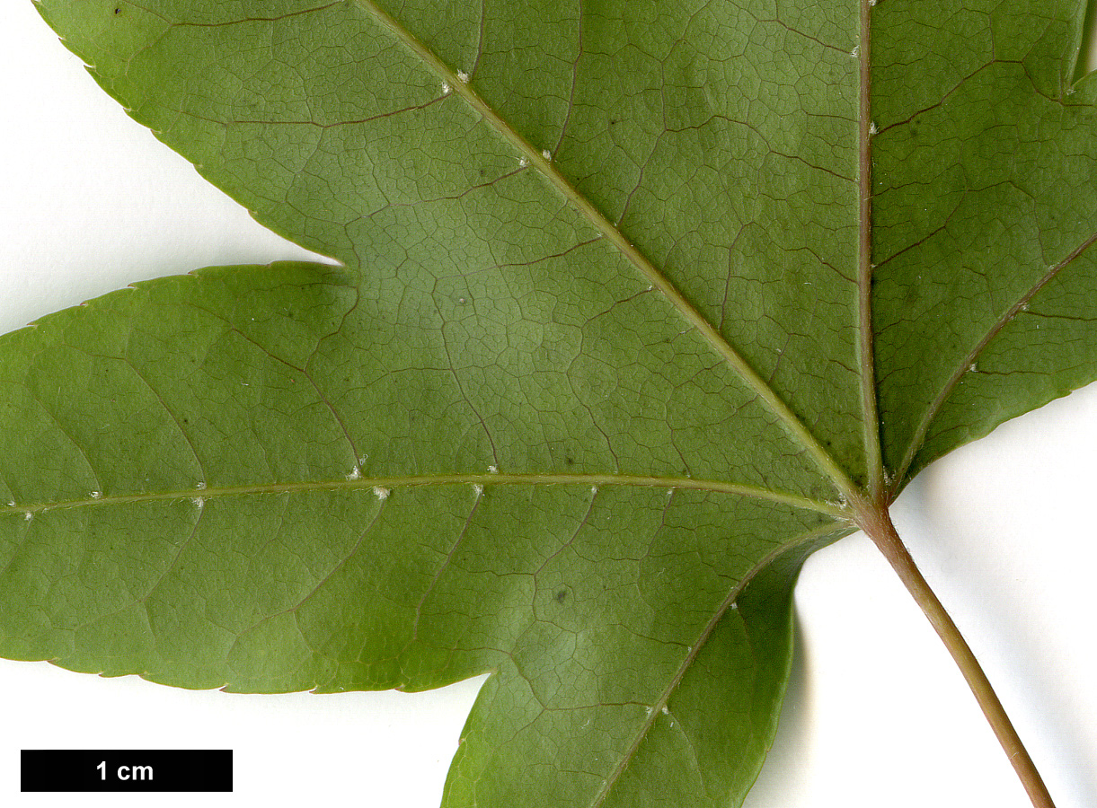 High resolution image: Family: Sapindaceae - Genus: Acer - Taxon: schneiderianum