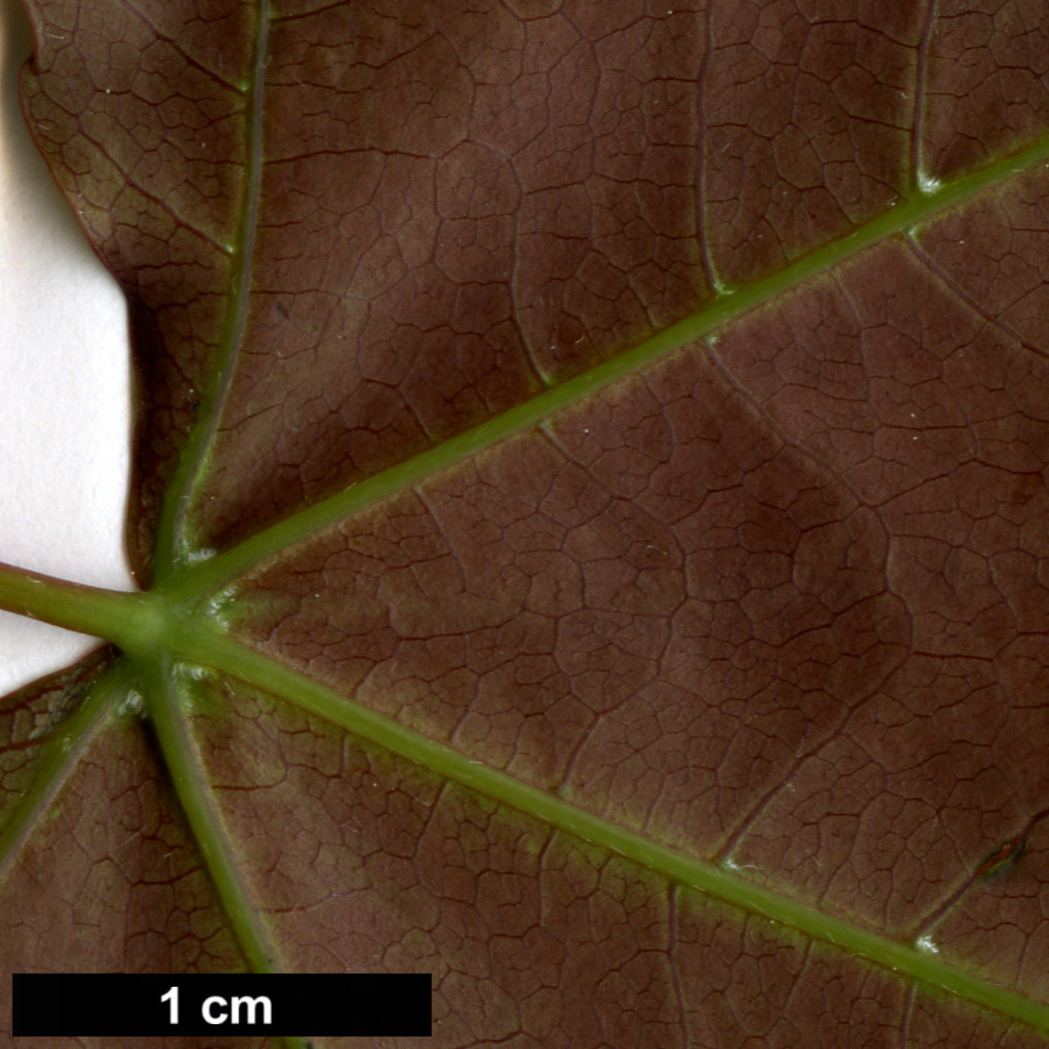 High resolution image: Family: Sapindaceae - Genus: Acer - Taxon: serrulatum