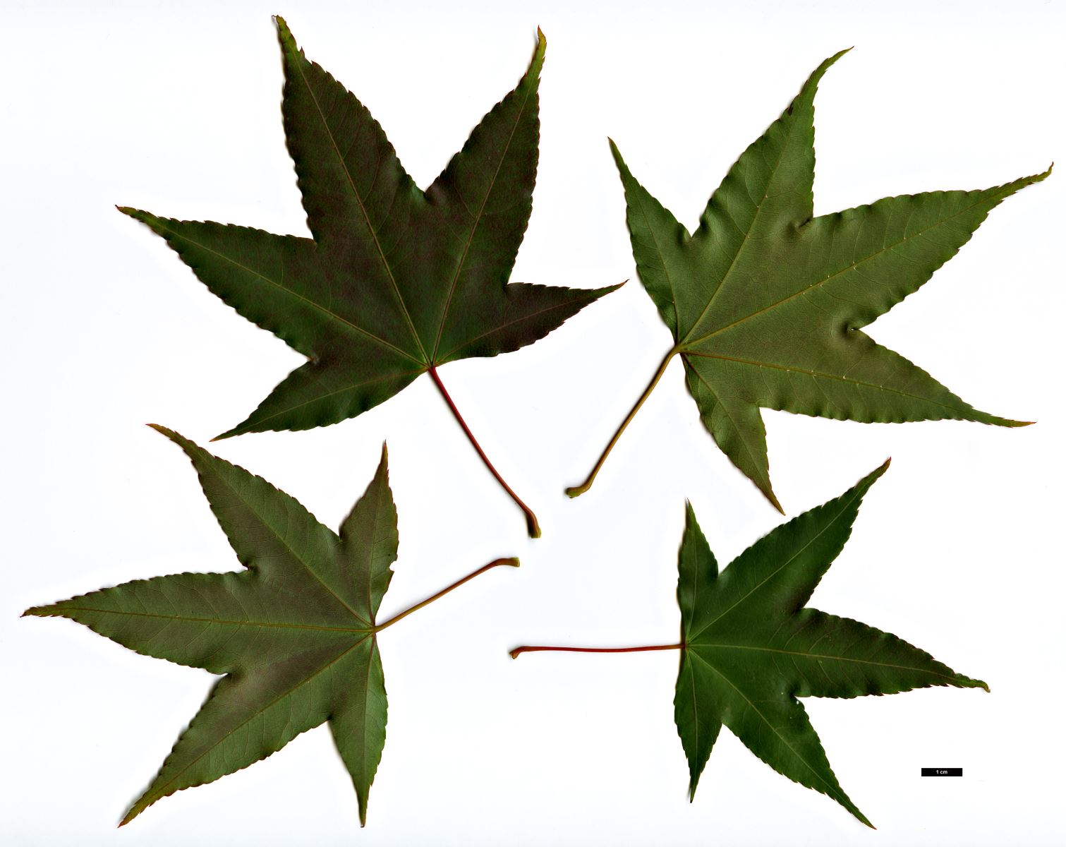 High resolution image: Family: Sapindaceae - Genus: Acer - Taxon: serrulatum