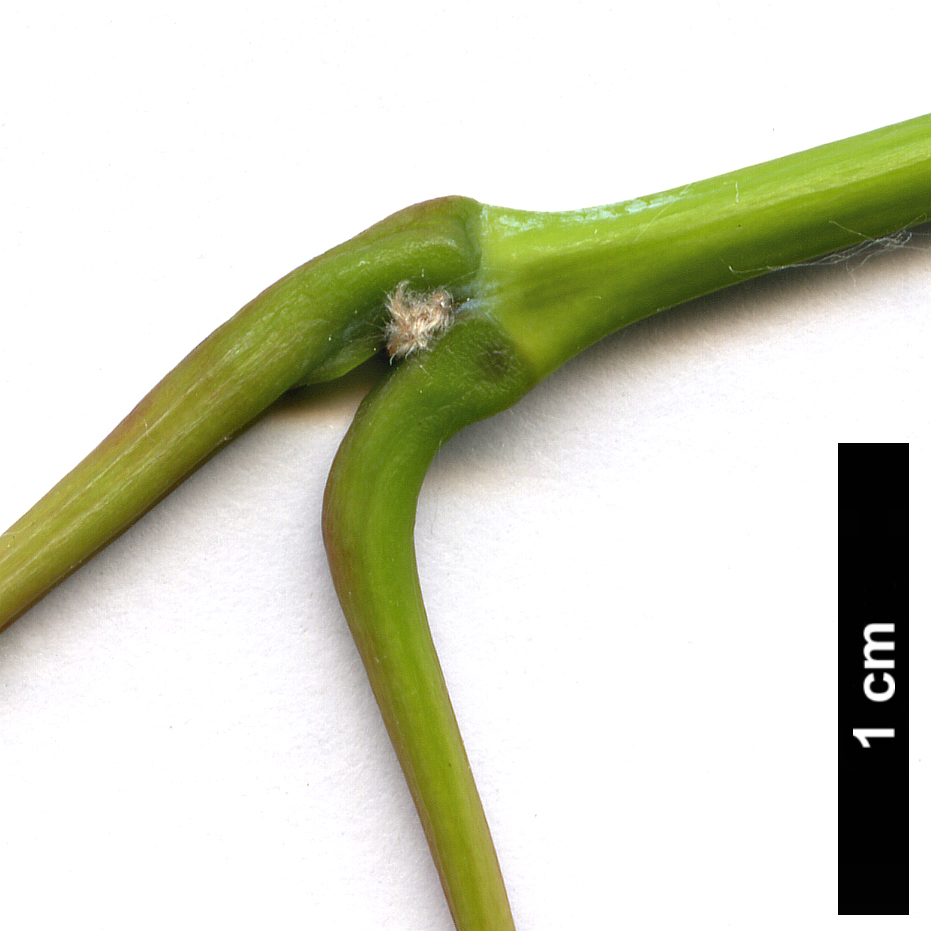 High resolution image: Family: Sapindaceae - Genus: Acer - Taxon: shirasawanum - SpeciesSub: 'Aureum'
