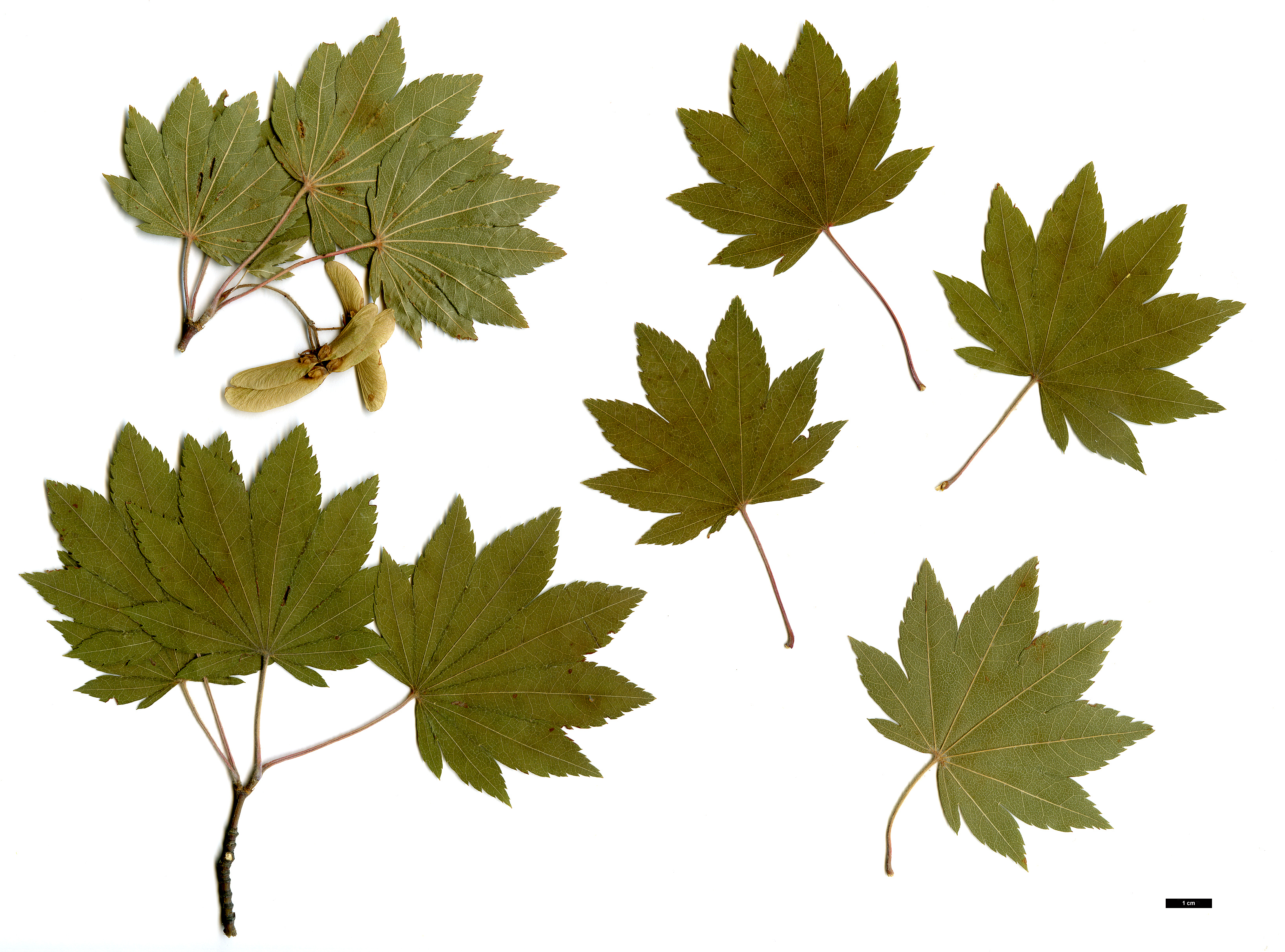 High resolution image: Family: Sapindaceae - Genus: Acer - Taxon: sieboldianum