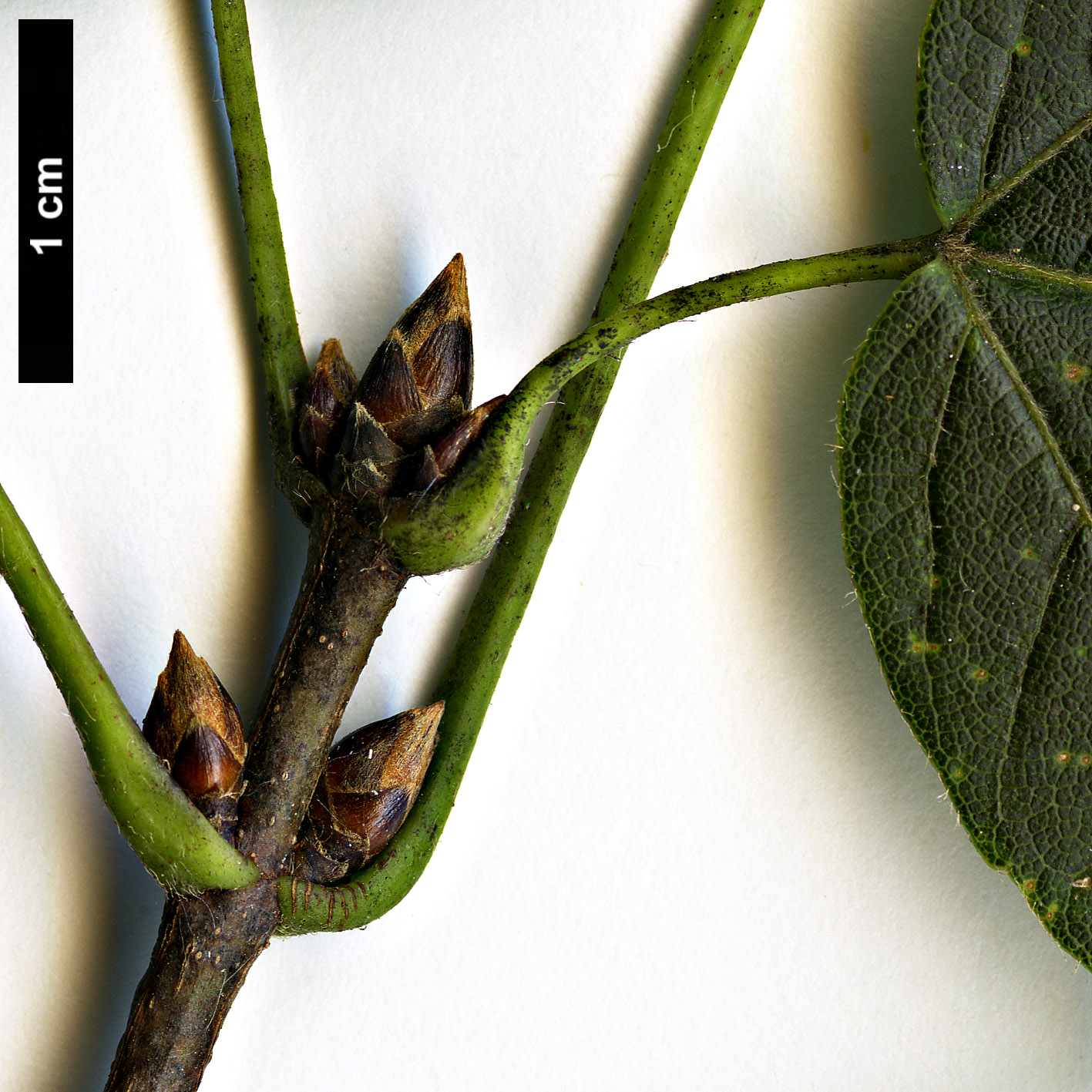 High resolution image: Family: Sapindaceae - Genus: Acer - Taxon: sinopurpurascens