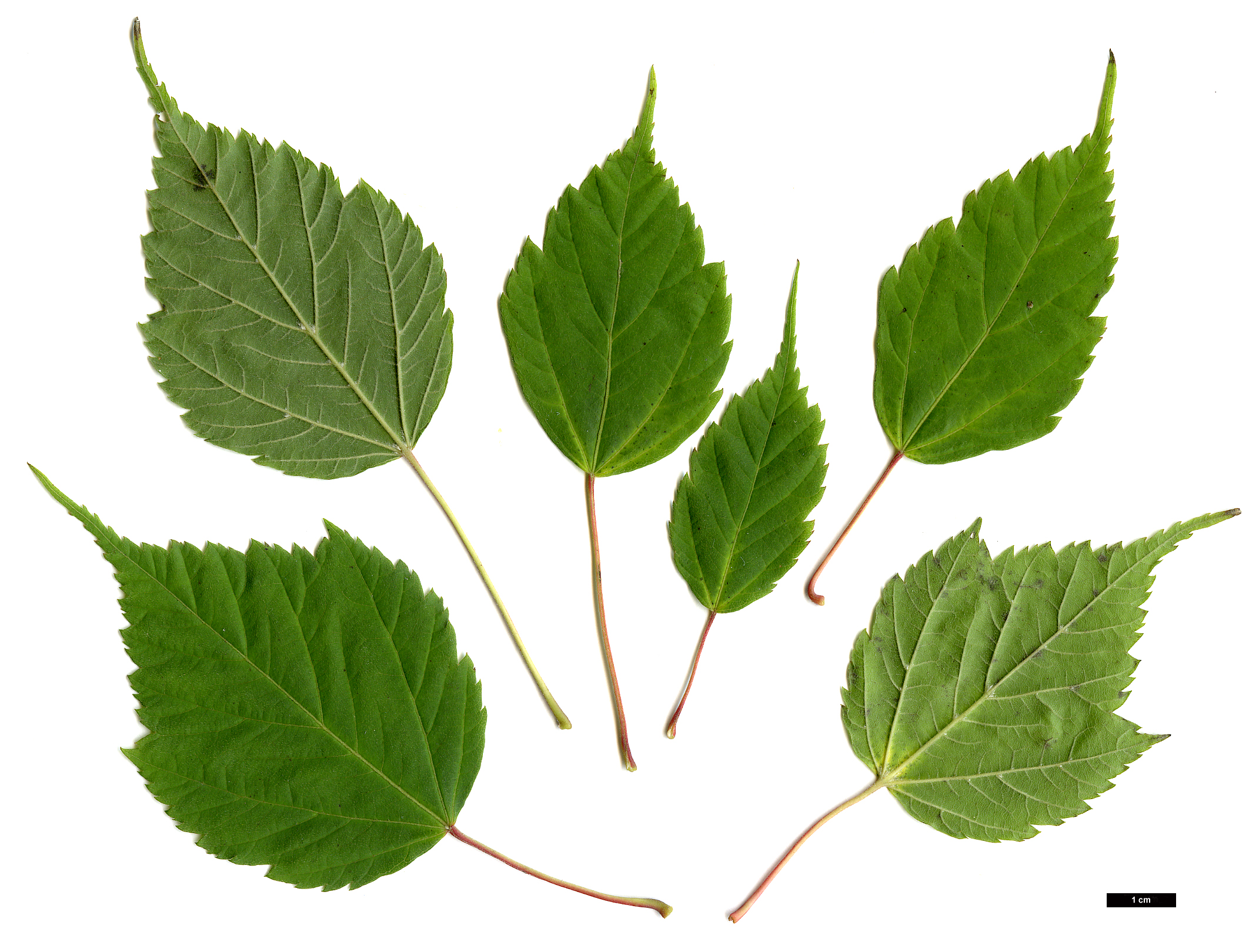 High resolution image: Family: Sapindaceae - Genus: Acer - Taxon: stachyophyllum